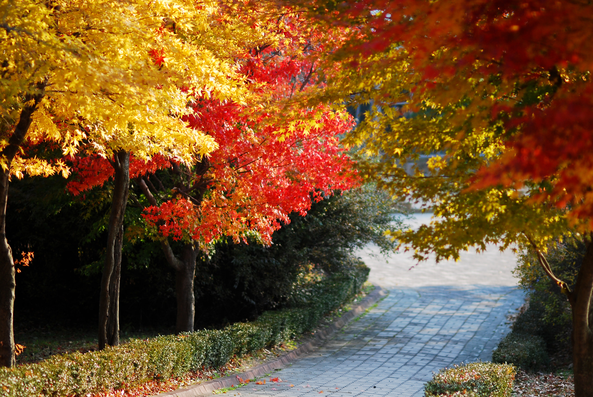 Nikon D80 + Nikon AF Nikkor 85mm F1.8D sample photo. Autumn road photography