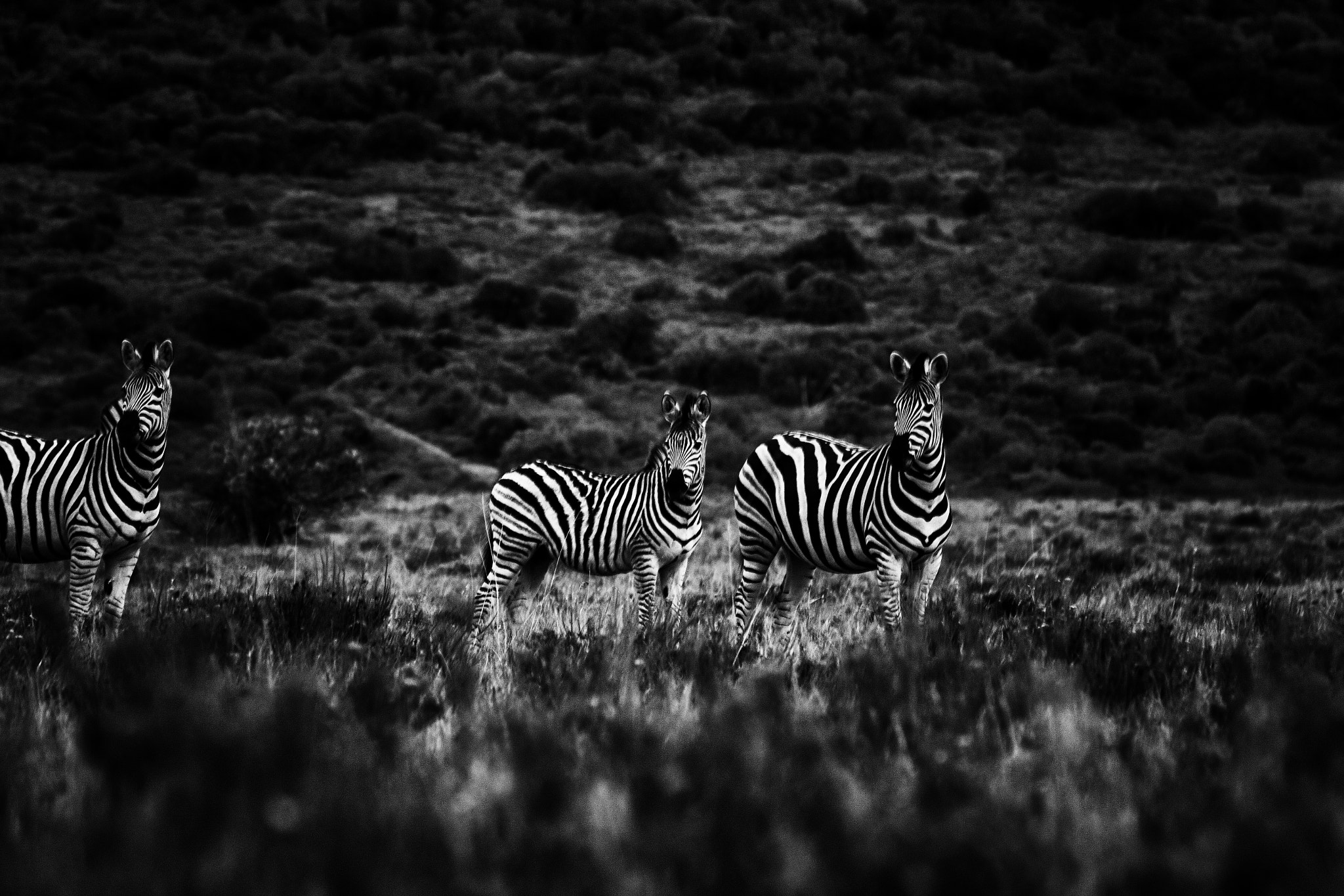 Tamron SP 35mm F1.8 Di VC USD sample photo. Zebras watching photography