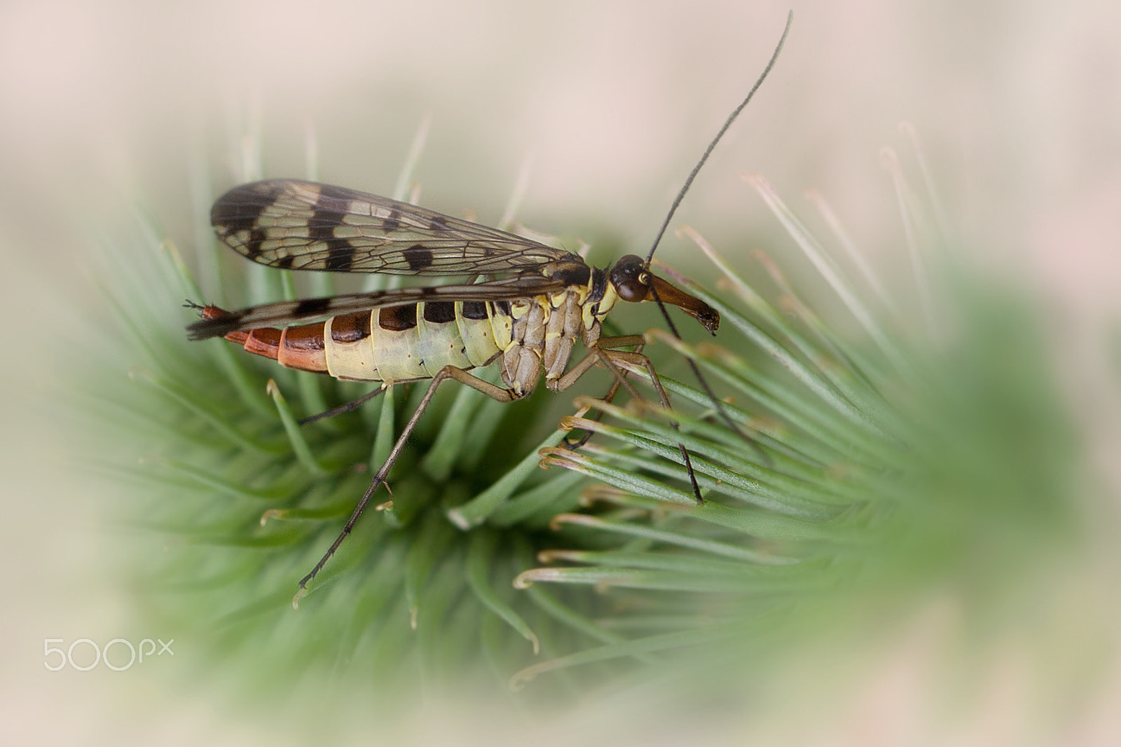 Canon EOS 30D + Canon EF 100mm F2.8 Macro USM sample photo. Schorpioenvlieg photography