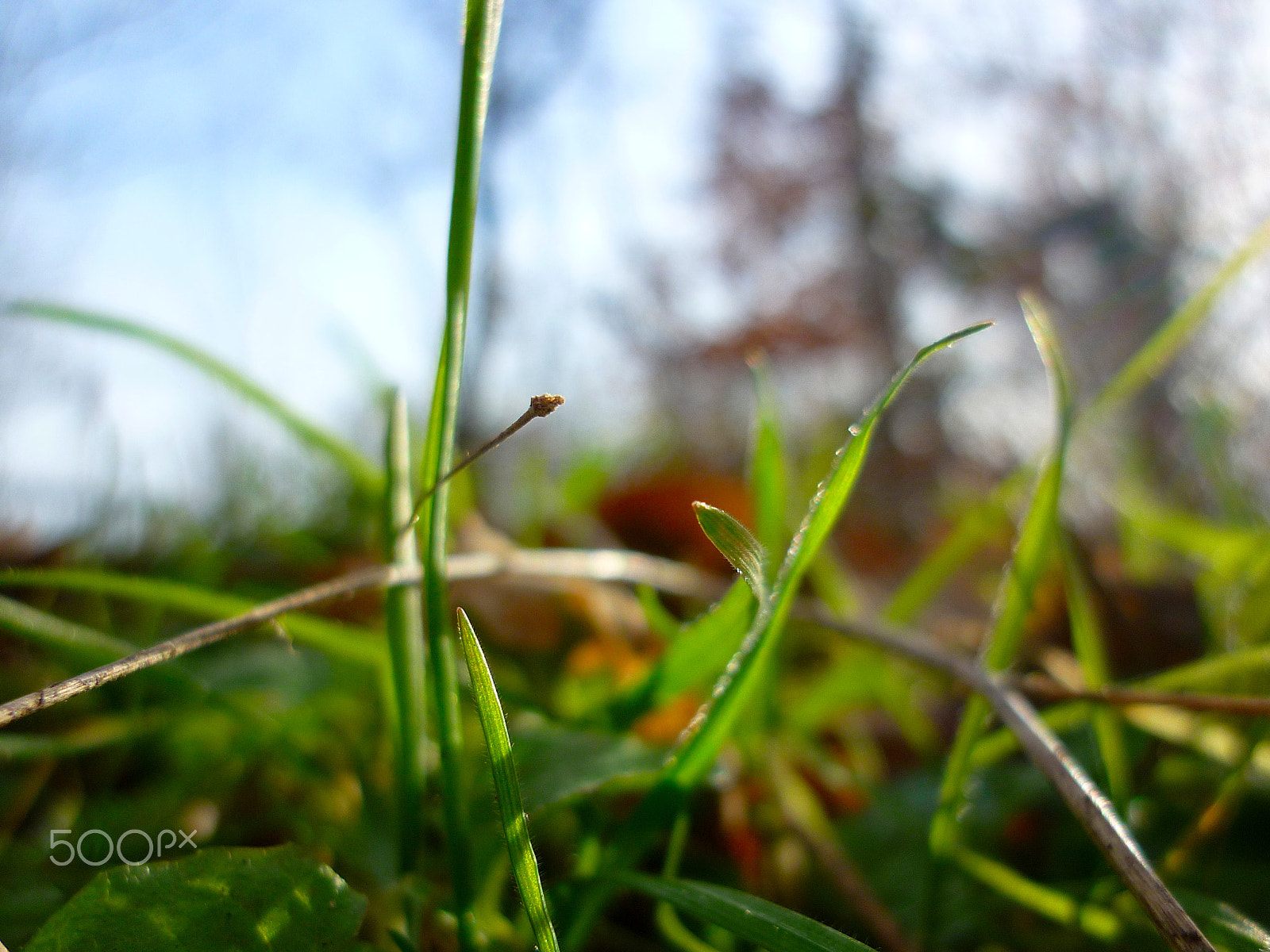 Panasonic DMC-FS42 sample photo. The blades of spring photography