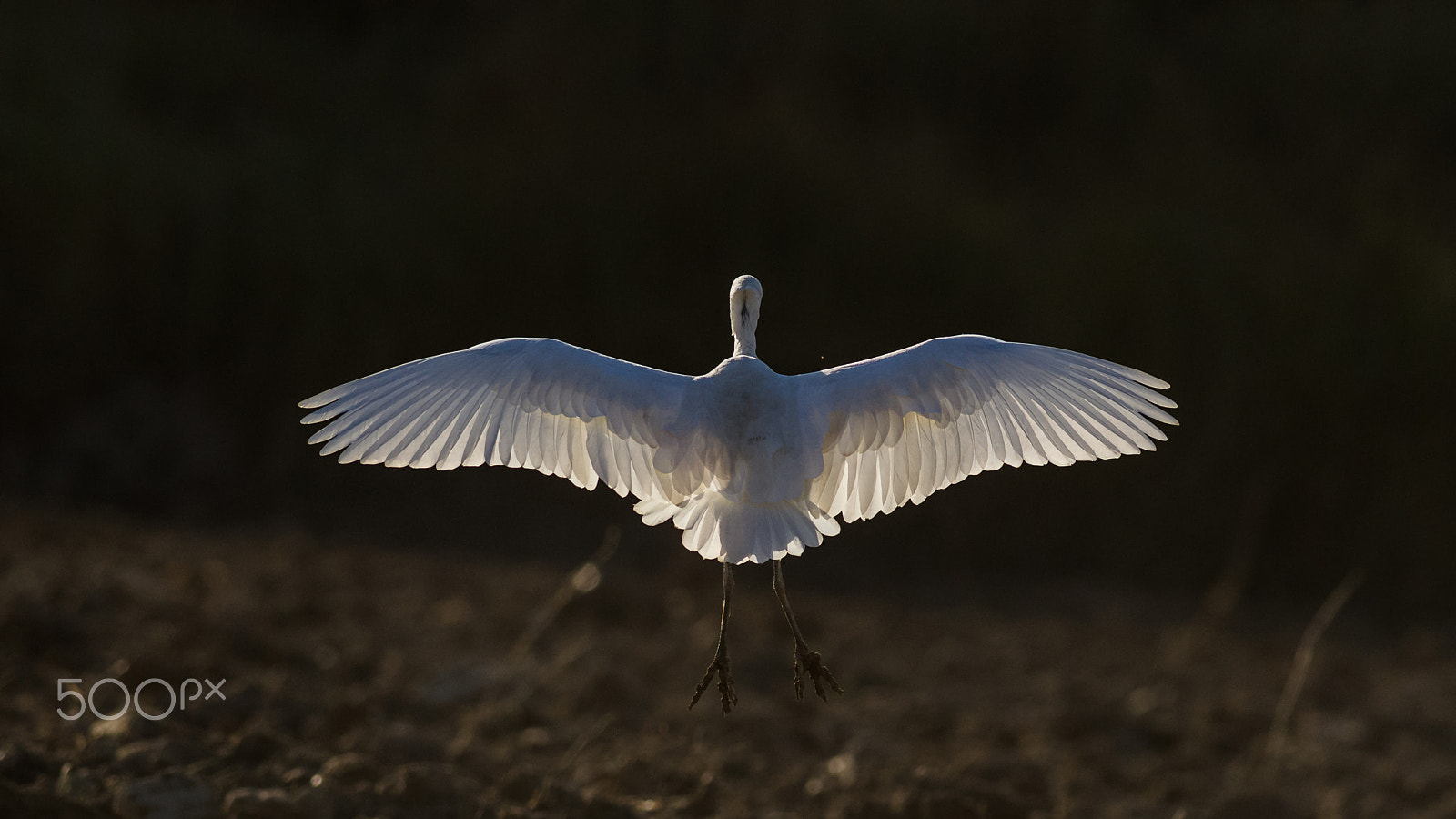 Canon EOS-1D Mark IV + Canon EF 400mm F5.6L USM sample photo. Magic of light photography