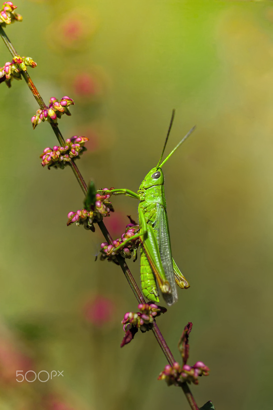 Canon EOS 30D + Canon EF 100mm F2.8 Macro USM sample photo. Green grasshopper photography