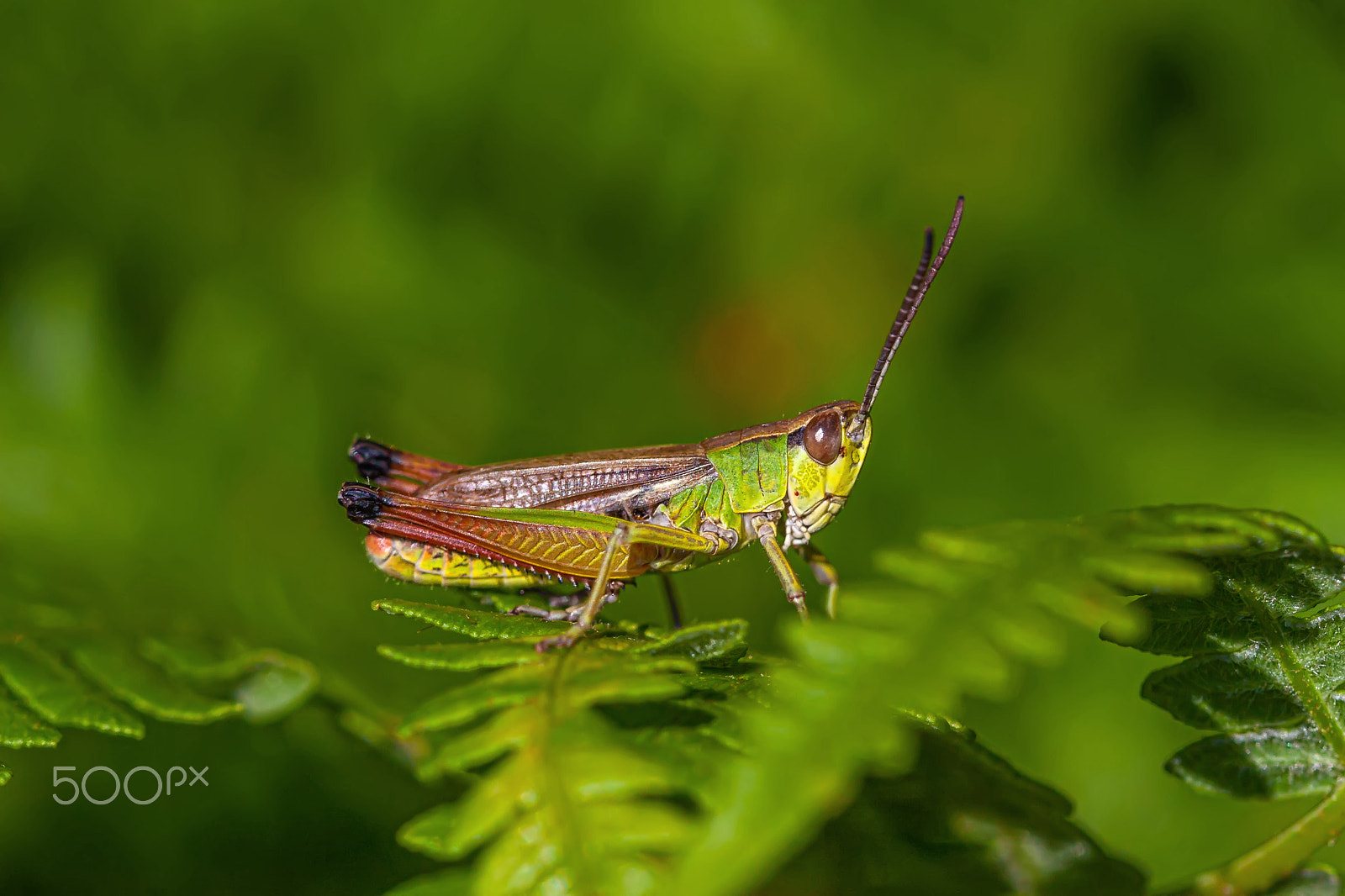 Canon EOS 30D + Canon EF 100mm F2.8 Macro USM sample photo. Multicolored grasshopper photography