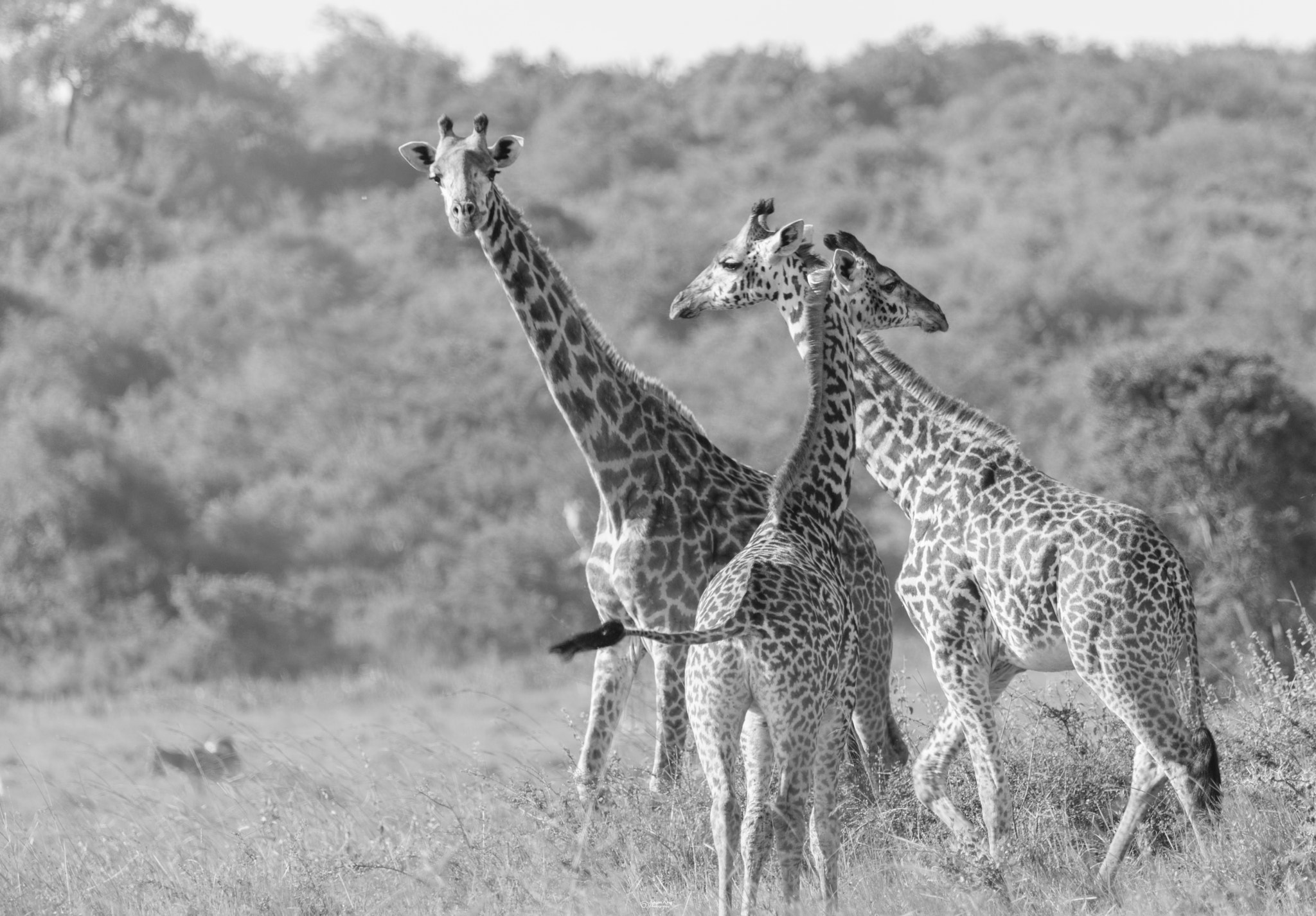 Canon EF 100-400mm F4.5-5.6L IS USM sample photo. Black and white photography