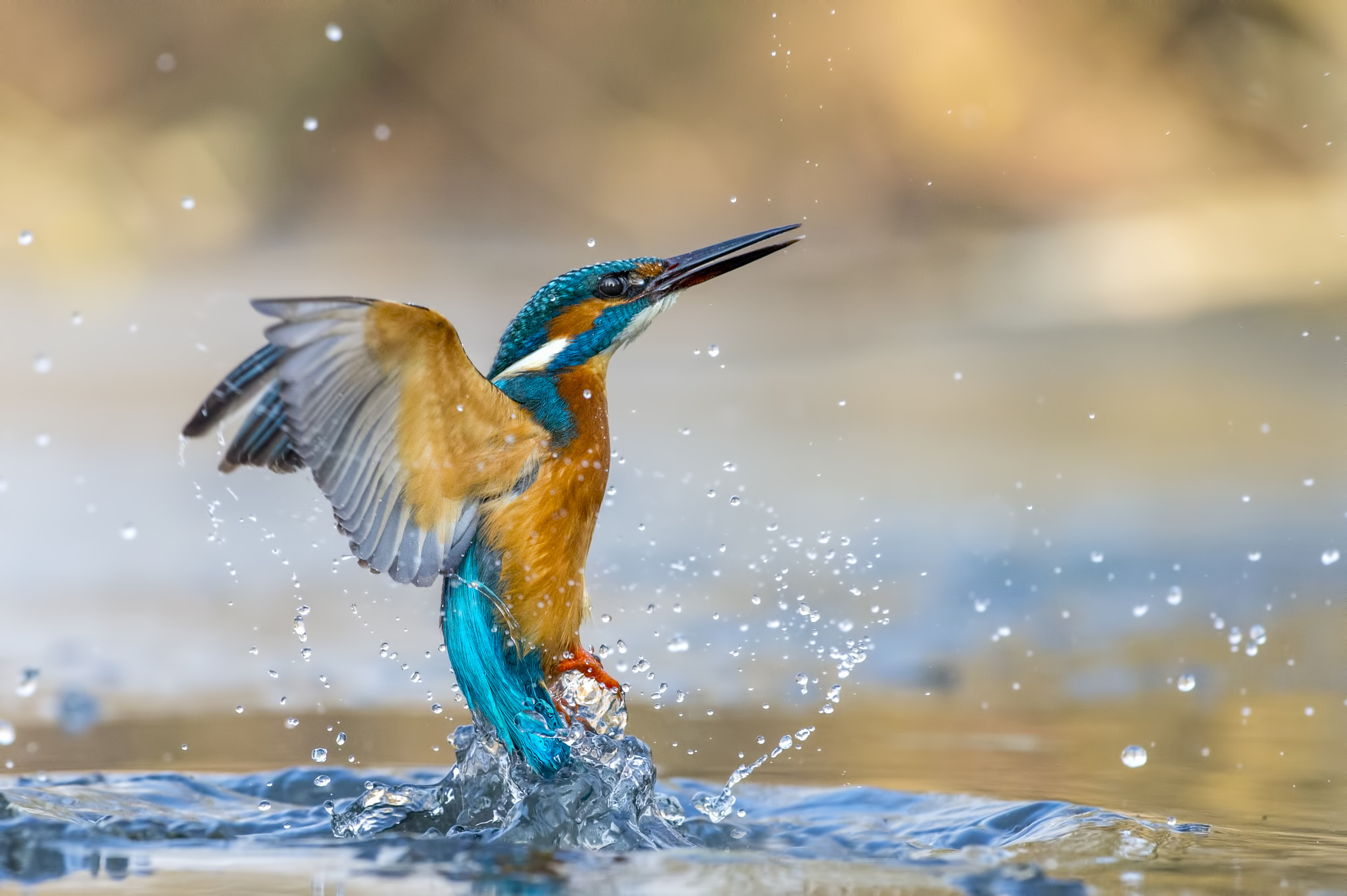 Nikon AF-S Nikkor 70-200mm F4G ED VR sample photo. Kingfisher photography