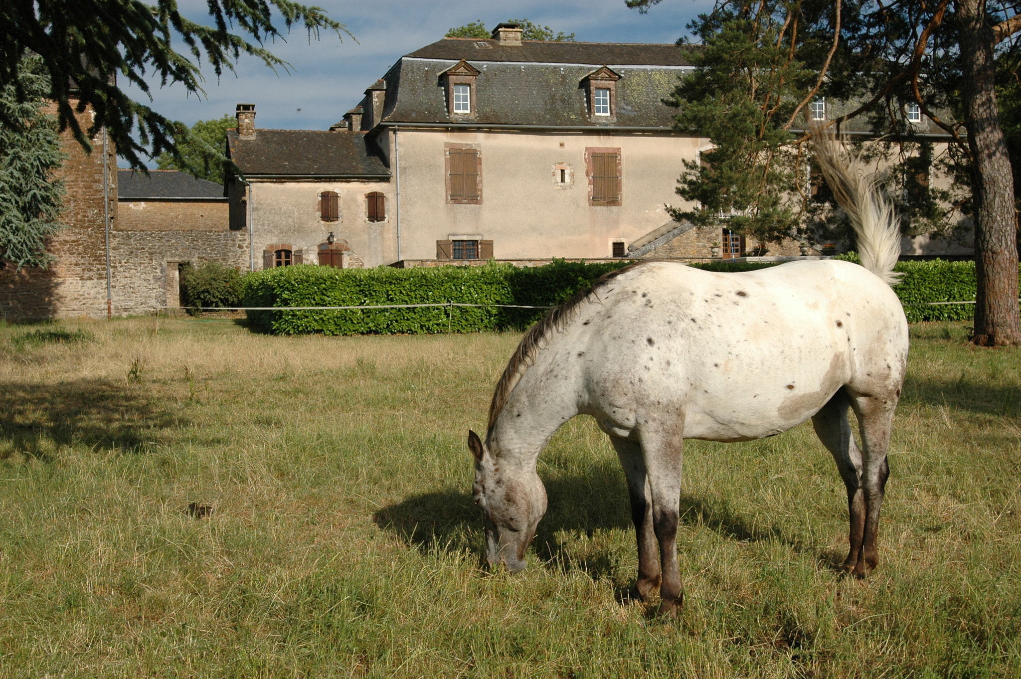 Nikon AF-S Nikkor 17-35mm F2.8D ED-IF sample photo. Equitation puech maynade photography