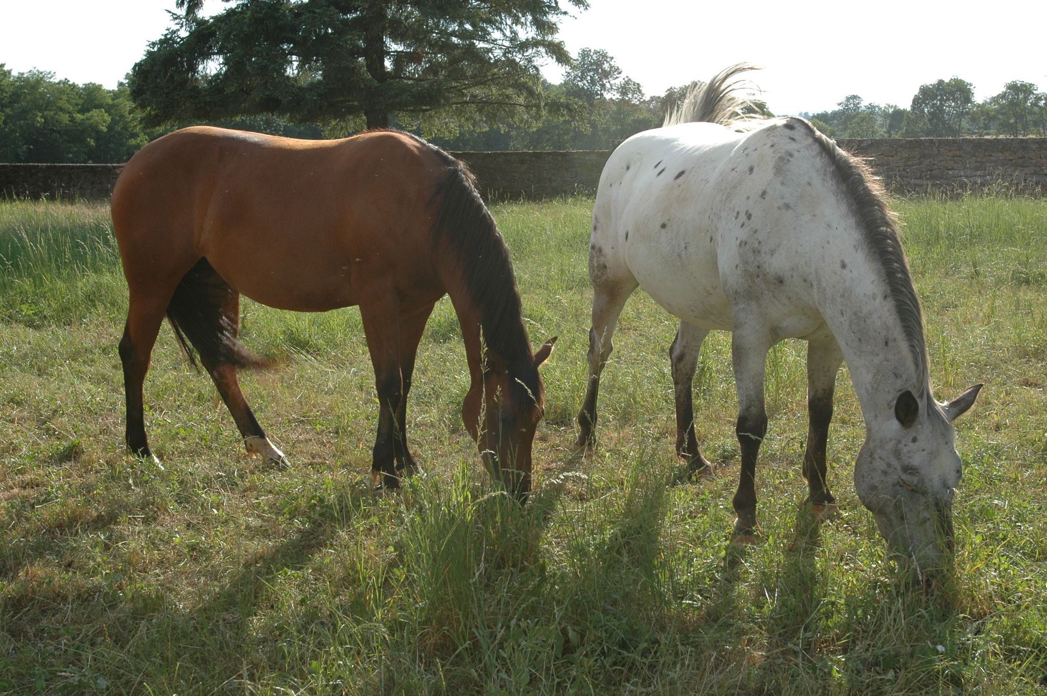 Nikon AF-S Nikkor 17-35mm F2.8D ED-IF sample photo. Equitation puech maynade photography