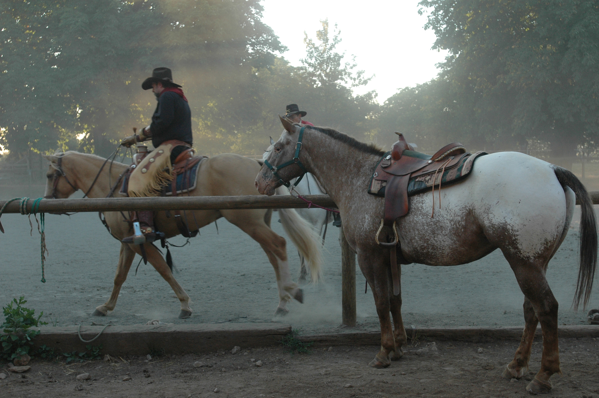 Nikon AF-S Nikkor 17-35mm F2.8D ED-IF sample photo. Equitation puech maynade photography