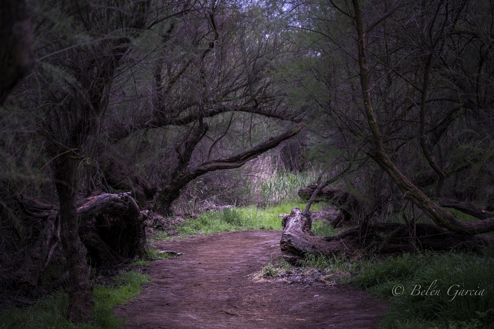 Sigma 17-70mm F2.8-4 DC Macro OS HSM sample photo. Camino de fantasia photography