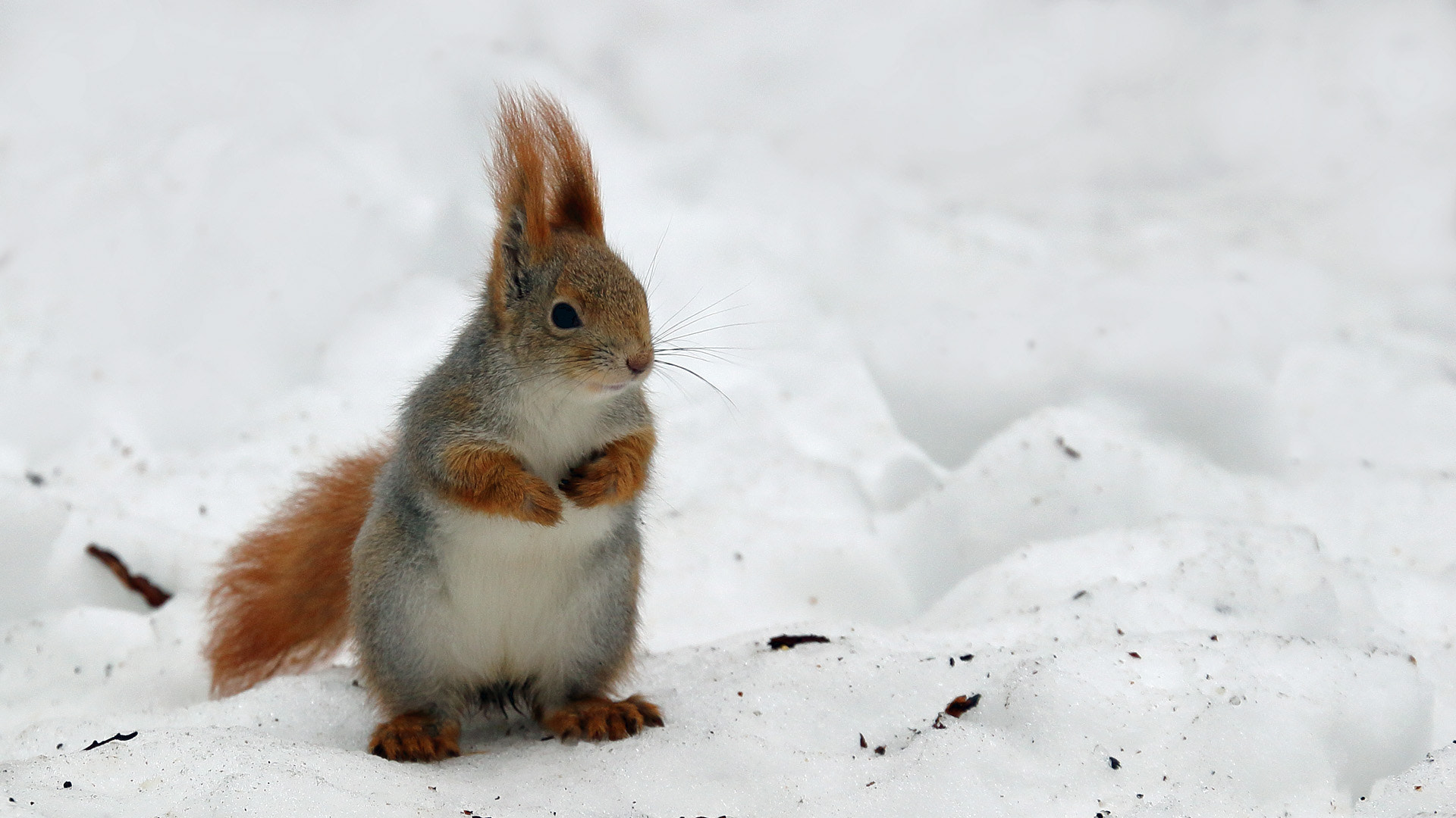 Canon EF 70-300mm F4-5.6L IS USM sample photo. Squirrel photography