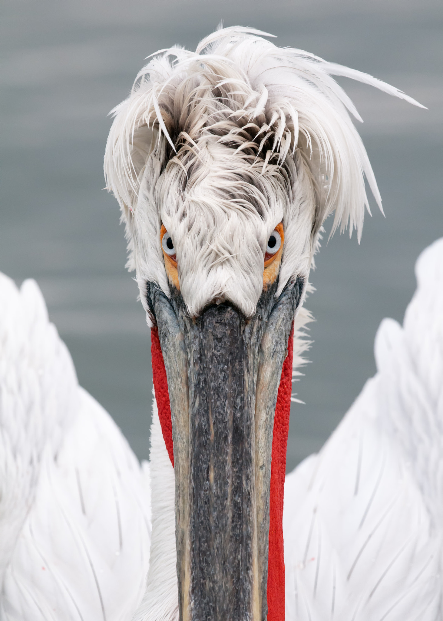 Nikon D300 + Nikon AF-S Nikkor 500mm F4G ED VR sample photo. Dalmatian pelican photography