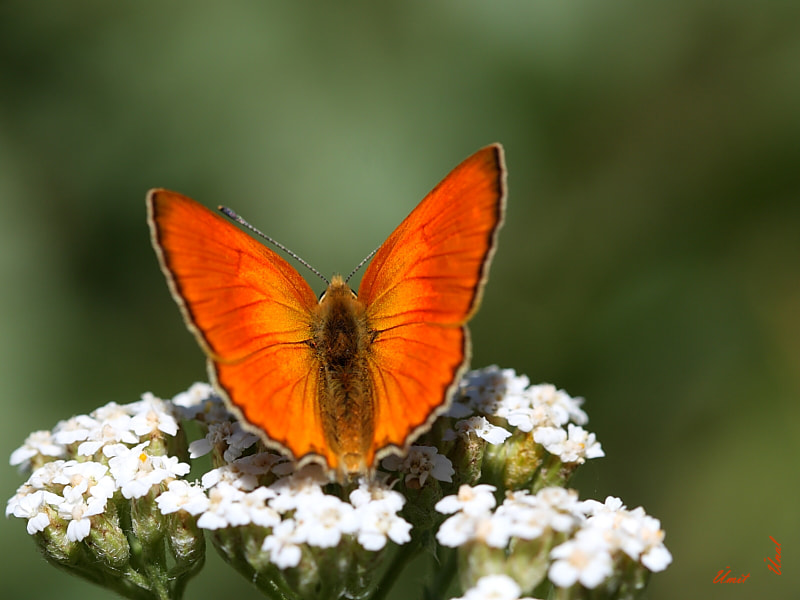 Canon EOS 40D + Canon EF 100mm F2.8 Macro USM sample photo. Golden copper photography