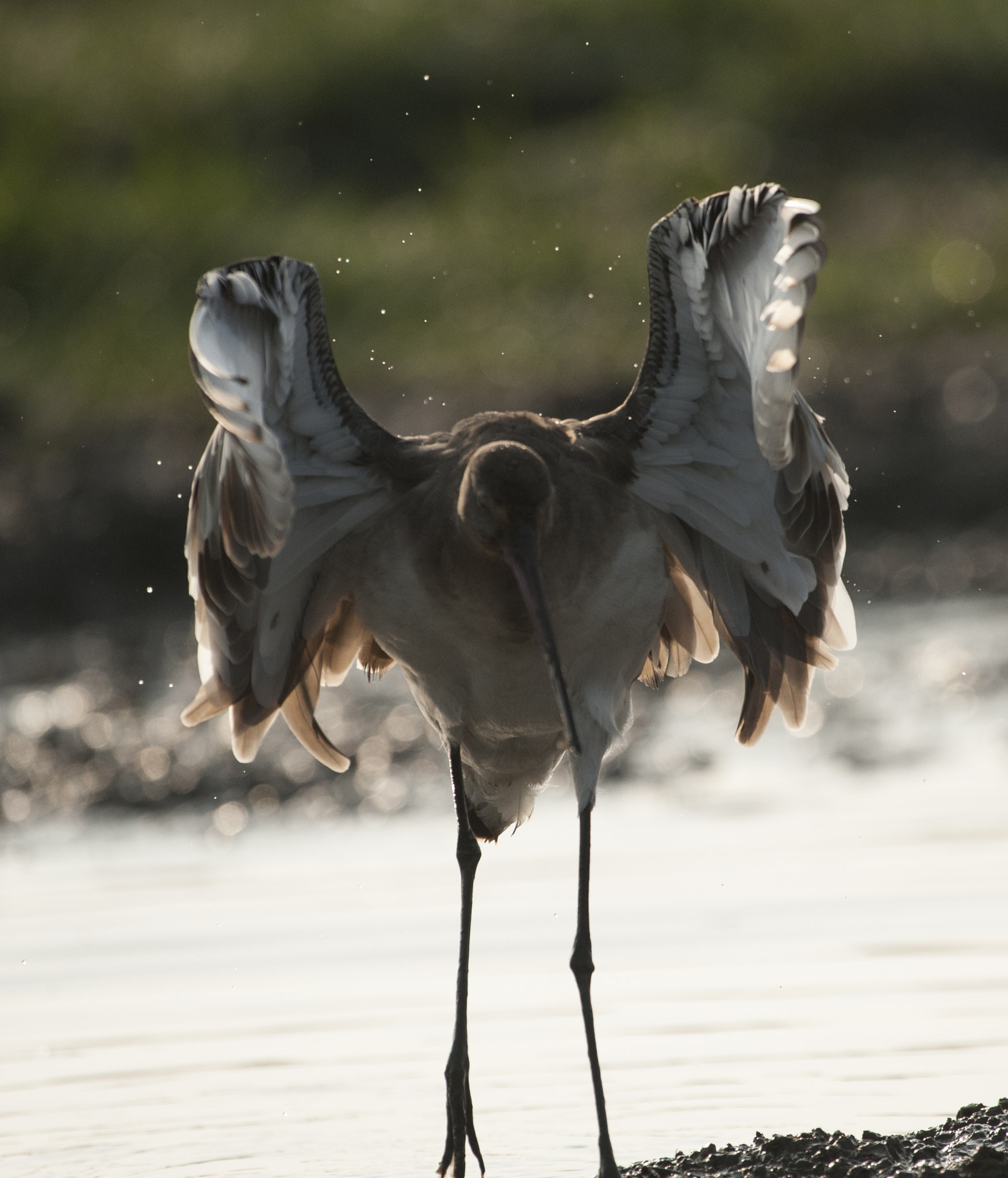 Nikon AF-S Nikkor 200-500mm F5.6E ED VR sample photo. Splash photography