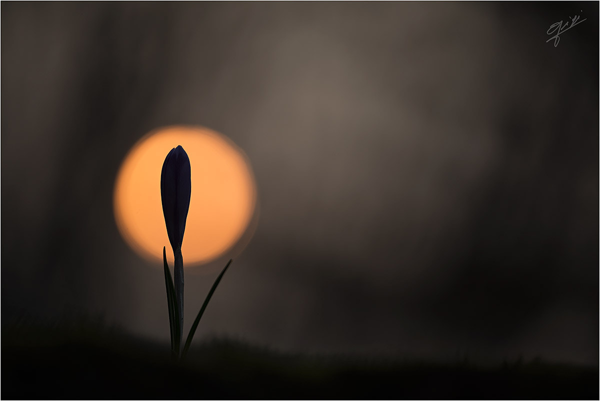 Sigma 150mm F2.8 EX DG OS Macro HSM sample photo. Backlight photography
