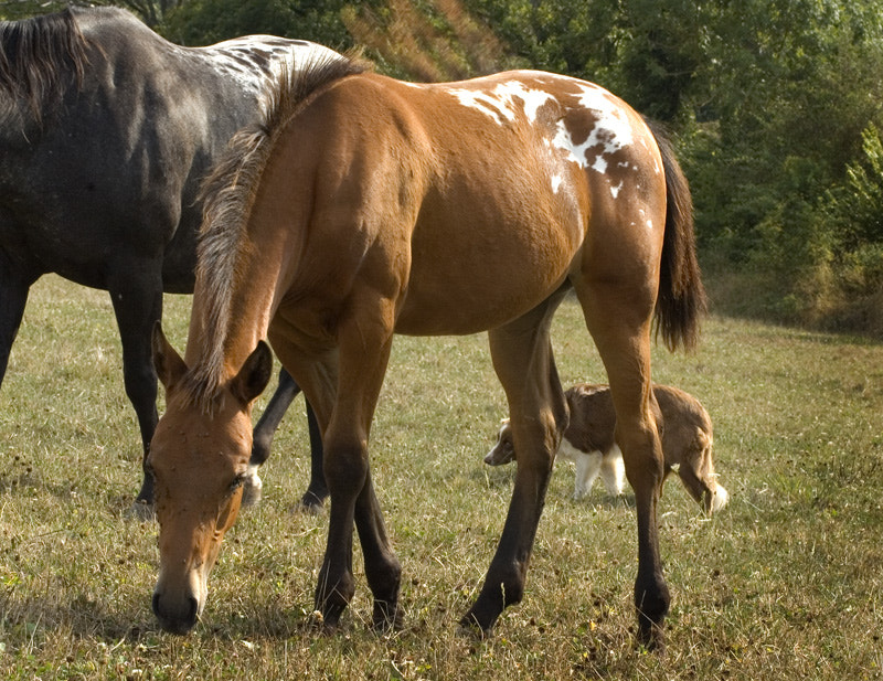 Equitation Puech Maynade