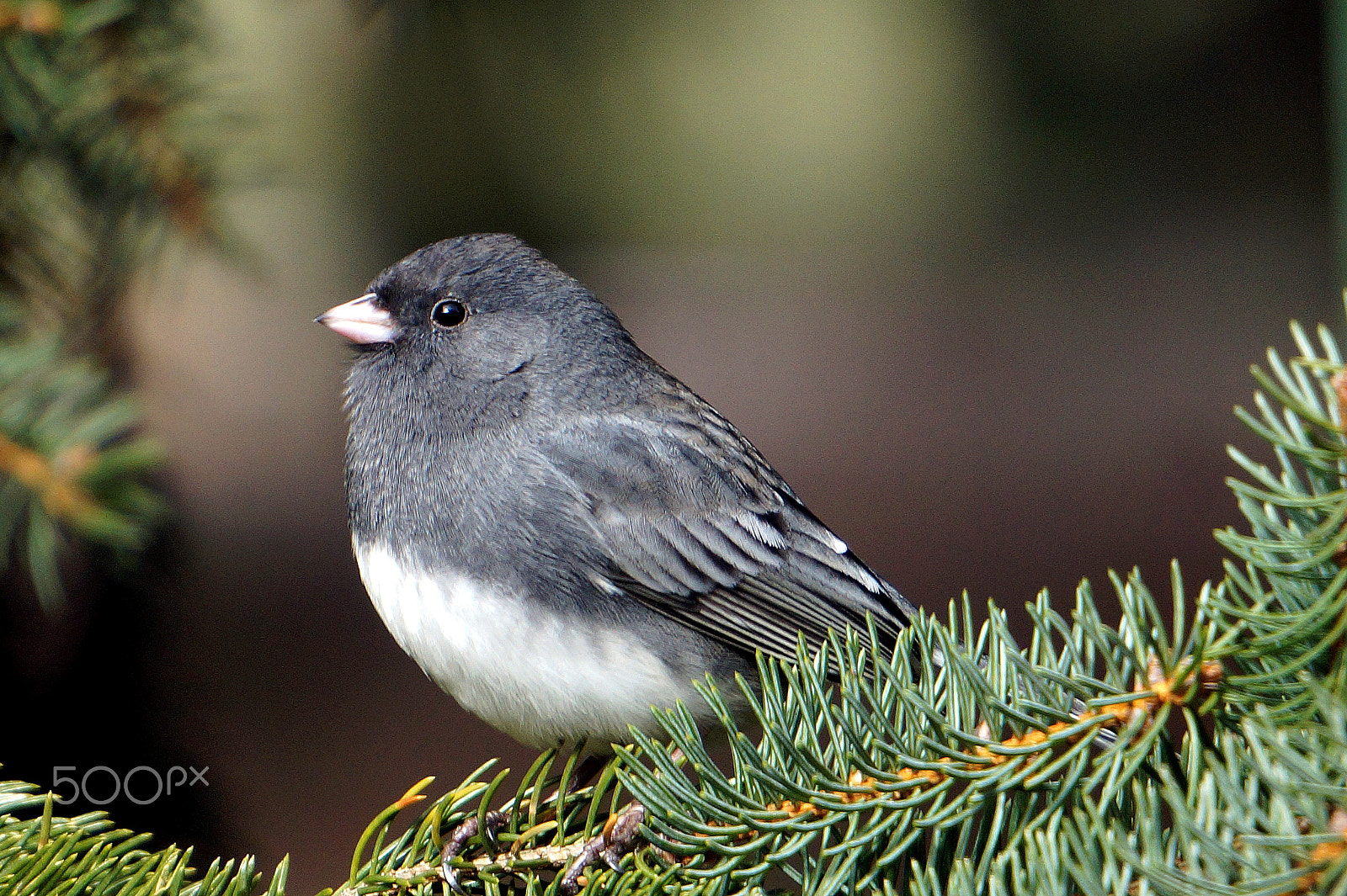 Sony E 55-210mm F4.5-6.3 OSS sample photo. Dark-eyed junco photography