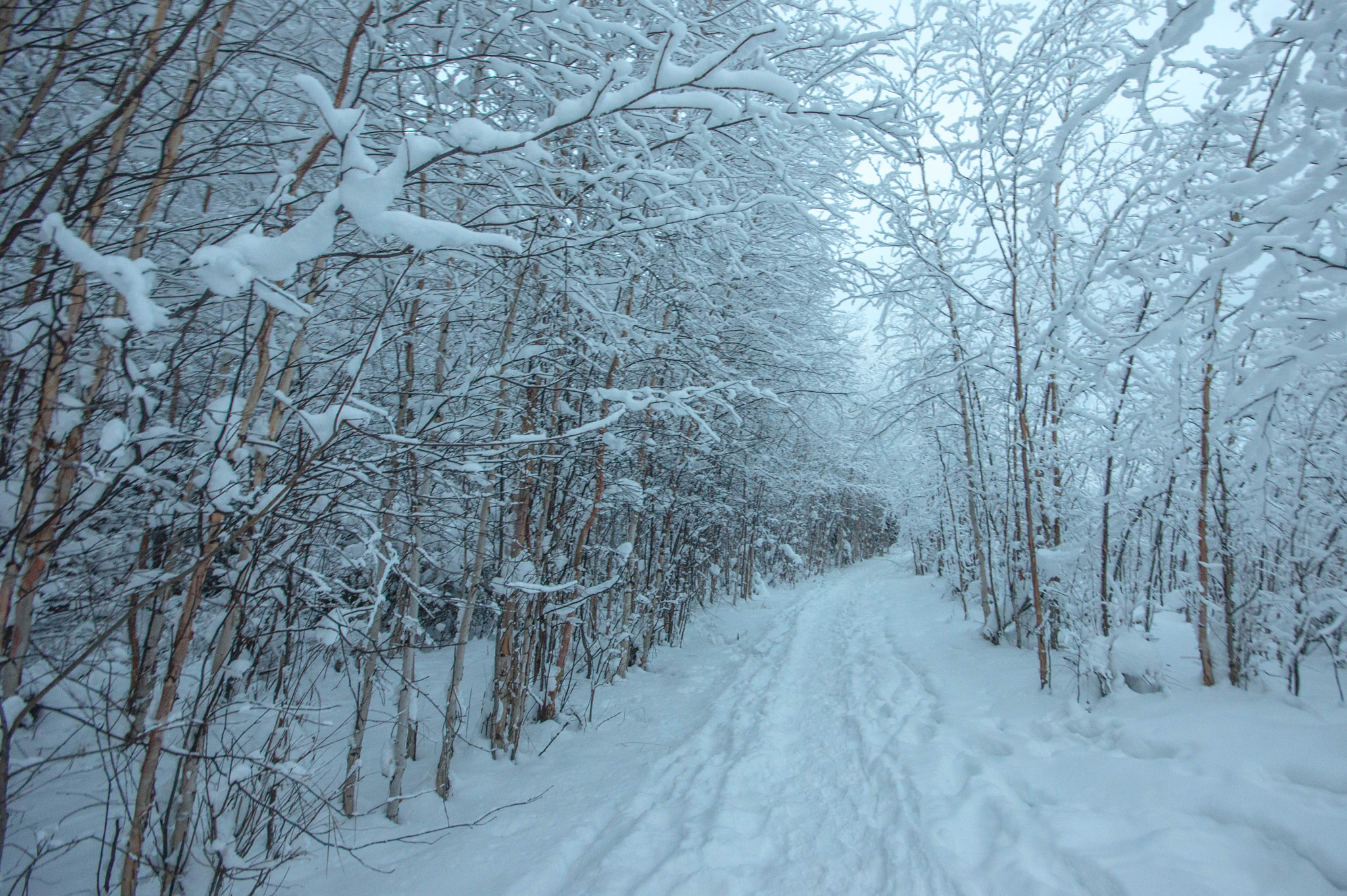 Sigma AF 10-20mm F4-5.6 EX DC sample photo. Alaska snow landscapes photography