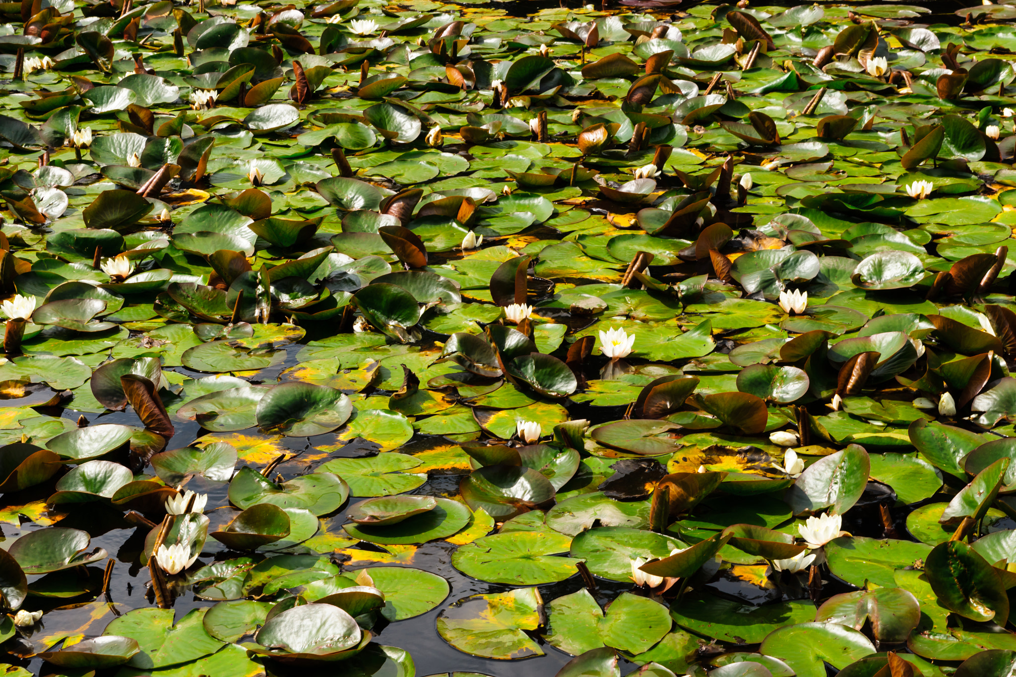 Sony SLT-A65 (SLT-A65V) + Tamron SP 24-70mm F2.8 Di VC USD sample photo. Water lilles as far as the eye can see photography