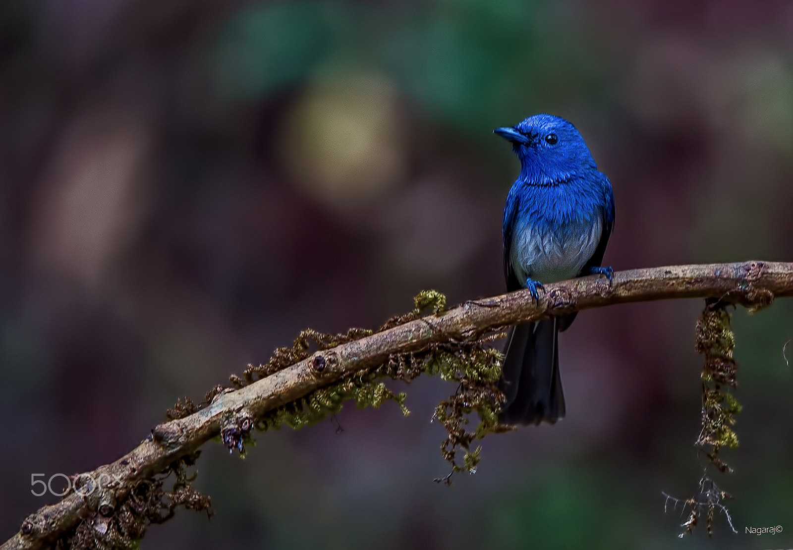 Nikon D4S sample photo. Blue gem photography