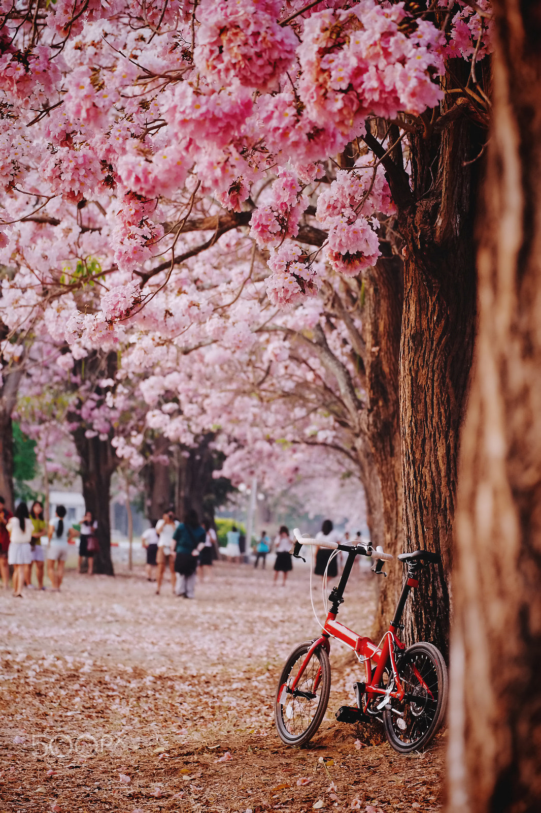 Fujifilm X-M1 + Fujifilm XF 55-200mm F3.5-4.8 R LM OIS sample photo. Bicycle with flowers at sunrise photography