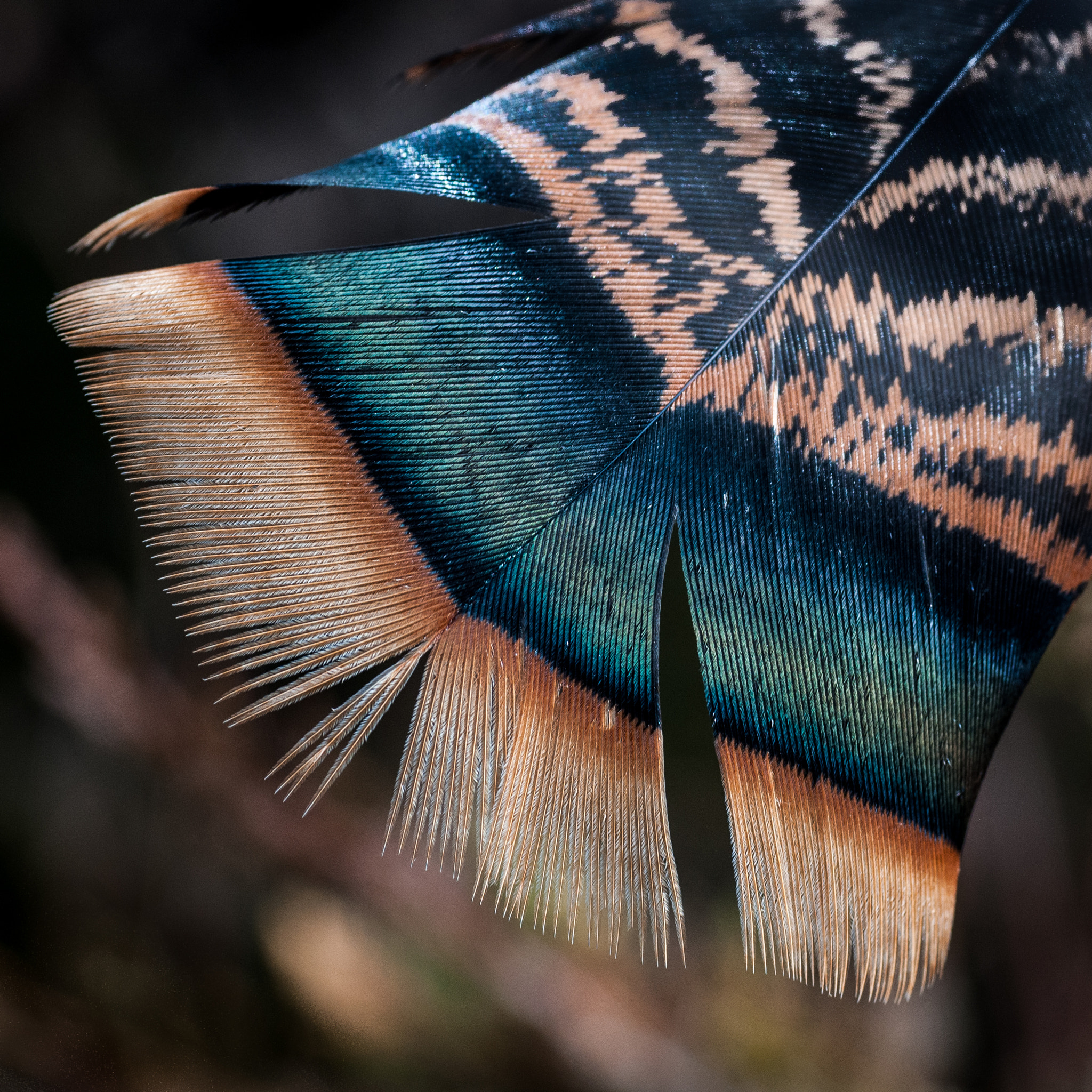 Nikon D300S + Sigma 70mm F2.8 EX DG Macro sample photo. Turkey feather color & detail photography