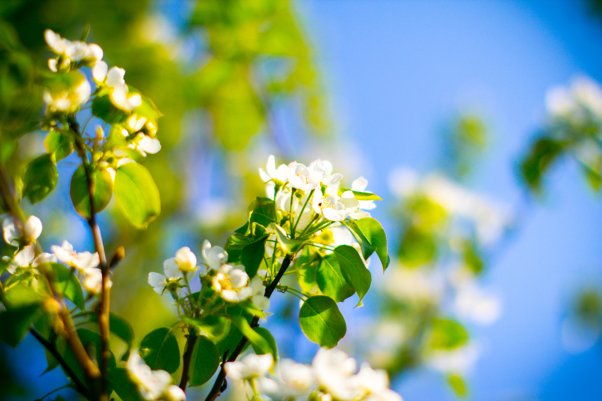 Canon EOS 60D + Canon EF 50mm F1.2L USM sample photo. Spring apple tree flowers photography