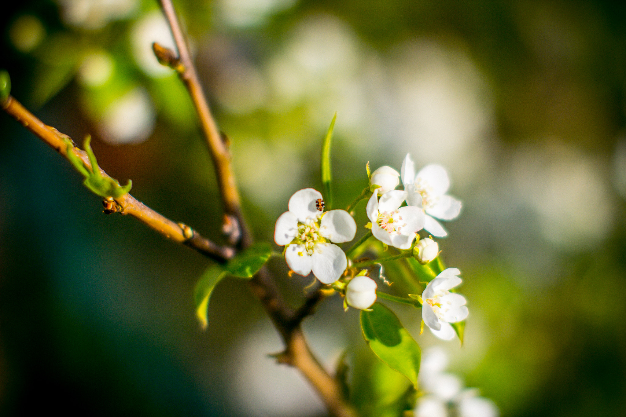 Canon EOS 60D + Canon EF 50mm F1.2L USM sample photo. Spring apple tree flowers photography