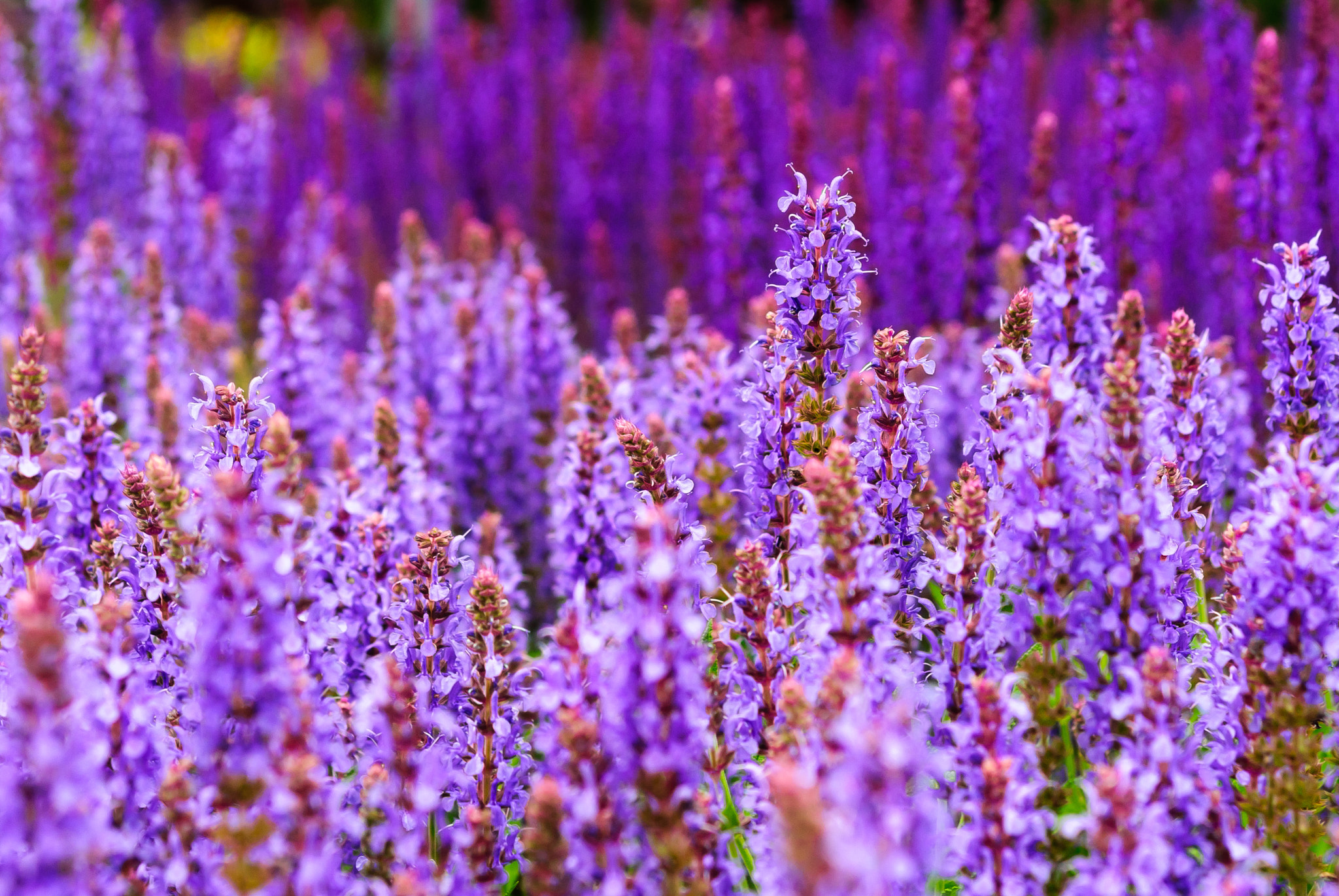 Sony Alpha DSLR-A300 + 35-70mm F4 sample photo. Lavender at kew photography
