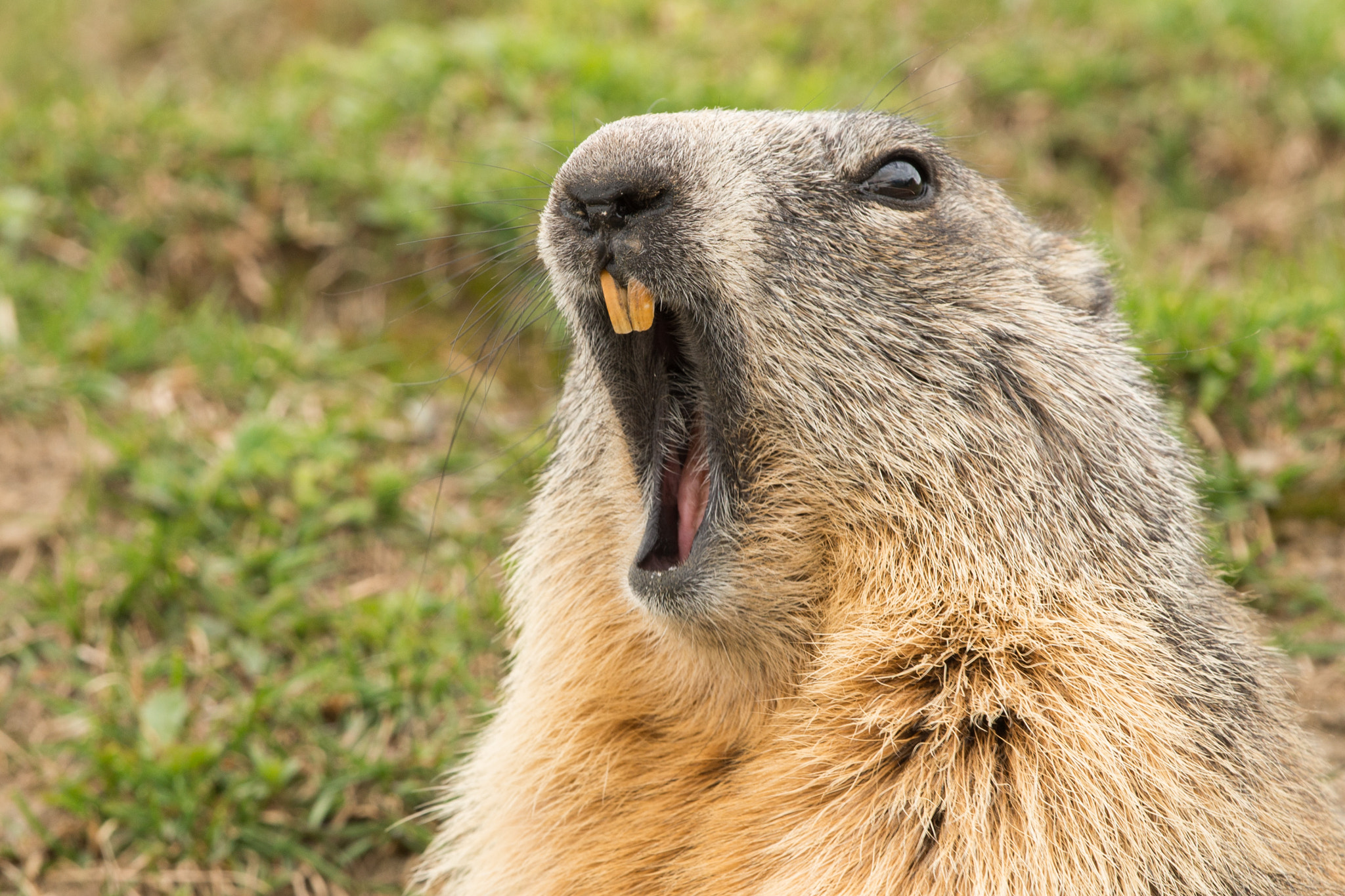 Nikon D800E + Nikon AF-S Nikkor 500mm F4G ED VR sample photo. Ground hog day photography