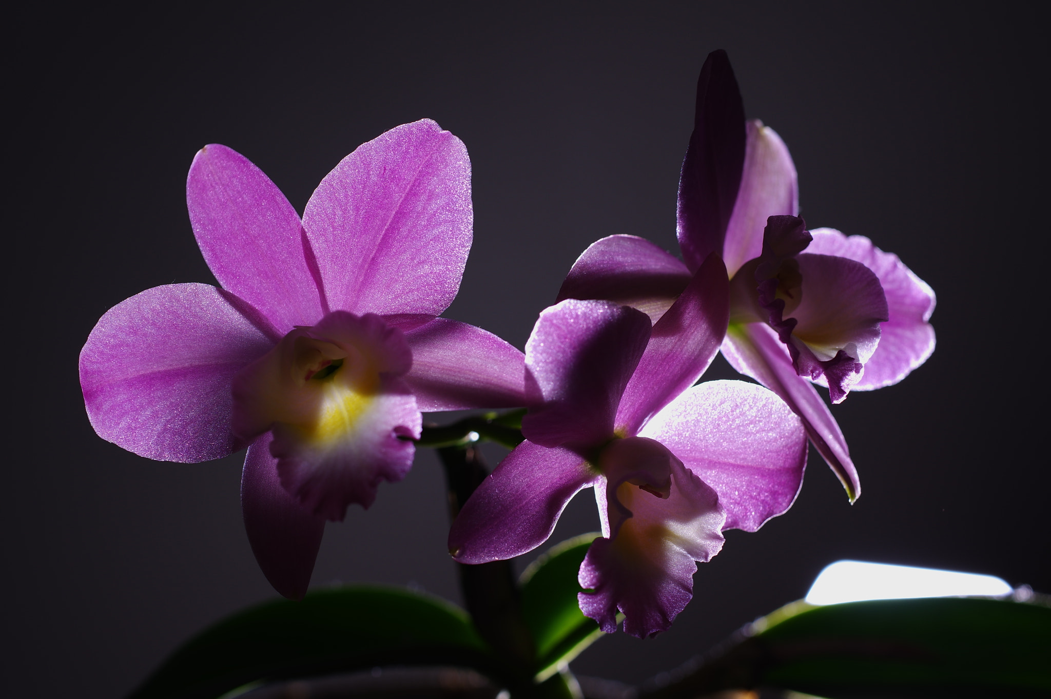Pentax smc DA 35mm F2.8 Macro Limited sample photo. Flower photography