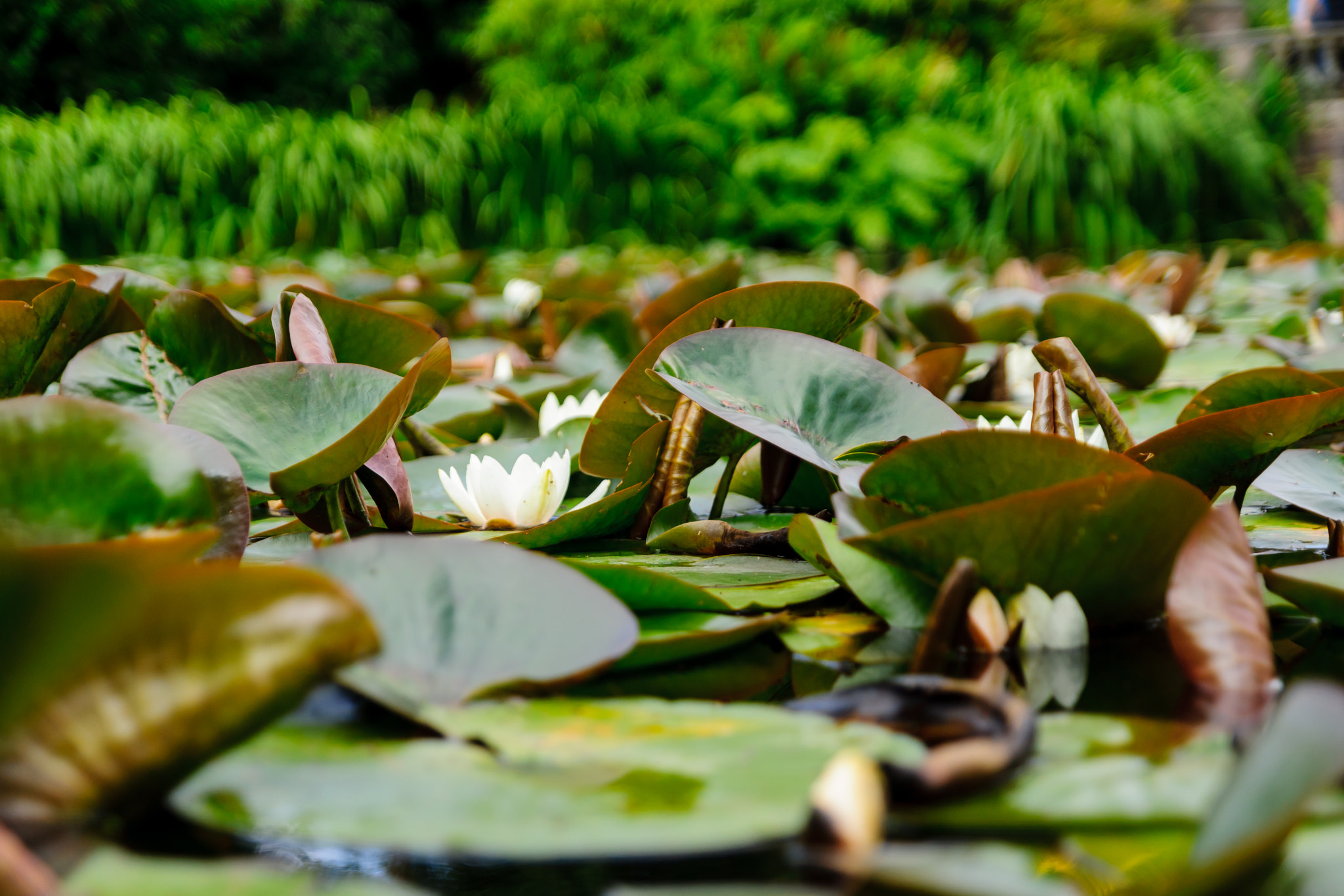 Sony SLT-A65 (SLT-A65V) + Tamron SP 24-70mm F2.8 Di VC USD sample photo. Water lillies photography