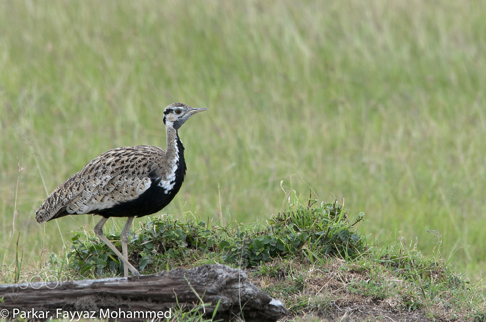 Sigma 150-500mm F5-6.3 DG OS HSM sample photo. Black-bellied bustard photography