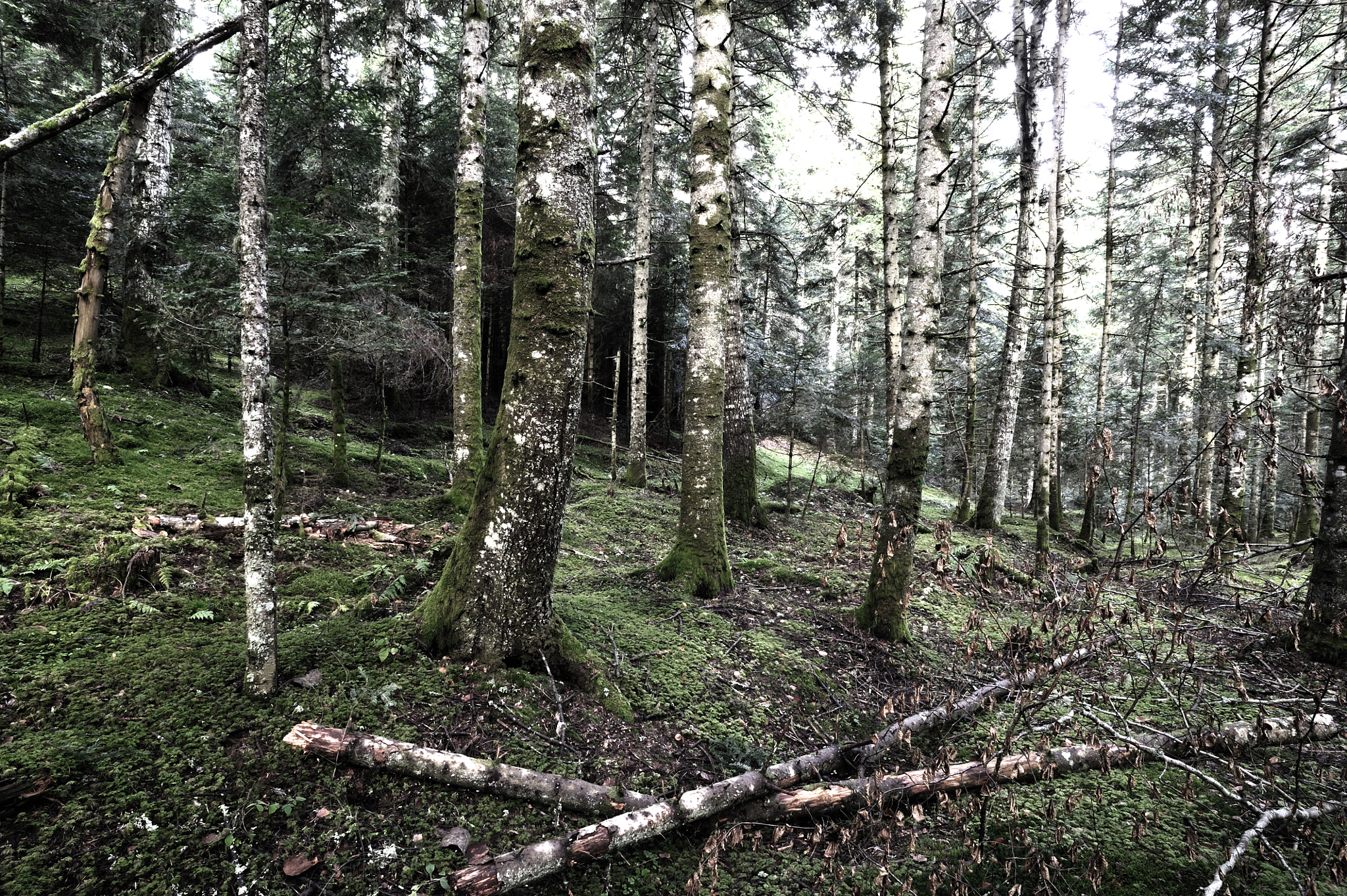 Nikon D3S + AF Nikkor 20mm f/2.8 sample photo. Forêts d'auvergne photography