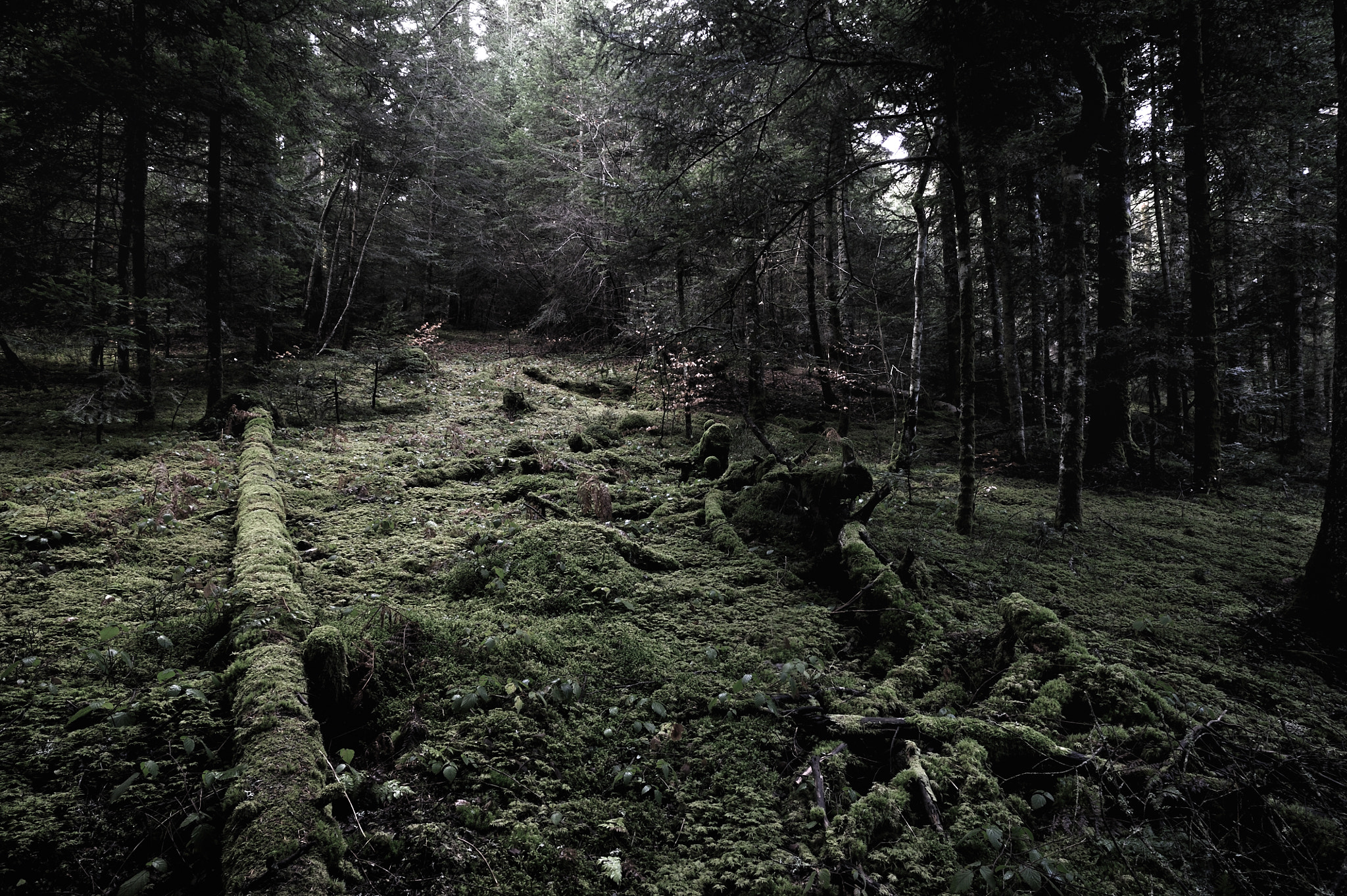 Nikon D3S + AF Nikkor 20mm f/2.8 sample photo. Forêts d'auvergne photography