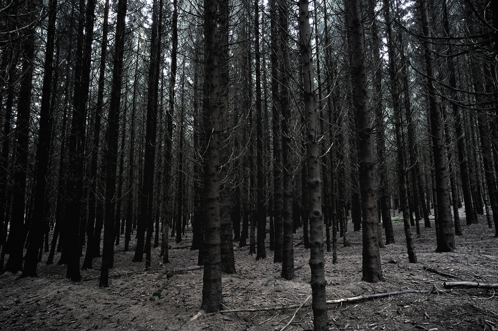 Nikon D3S + AF Nikkor 20mm f/2.8 sample photo. Forêts d'auvergne photography