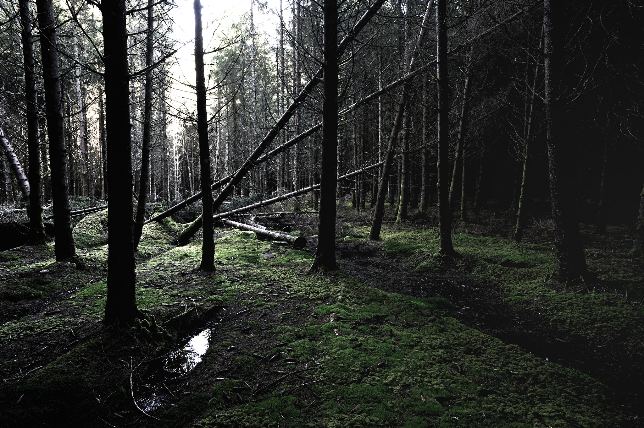 Nikon D3S + AF Nikkor 20mm f/2.8 sample photo. Forêts d'auvergne photography