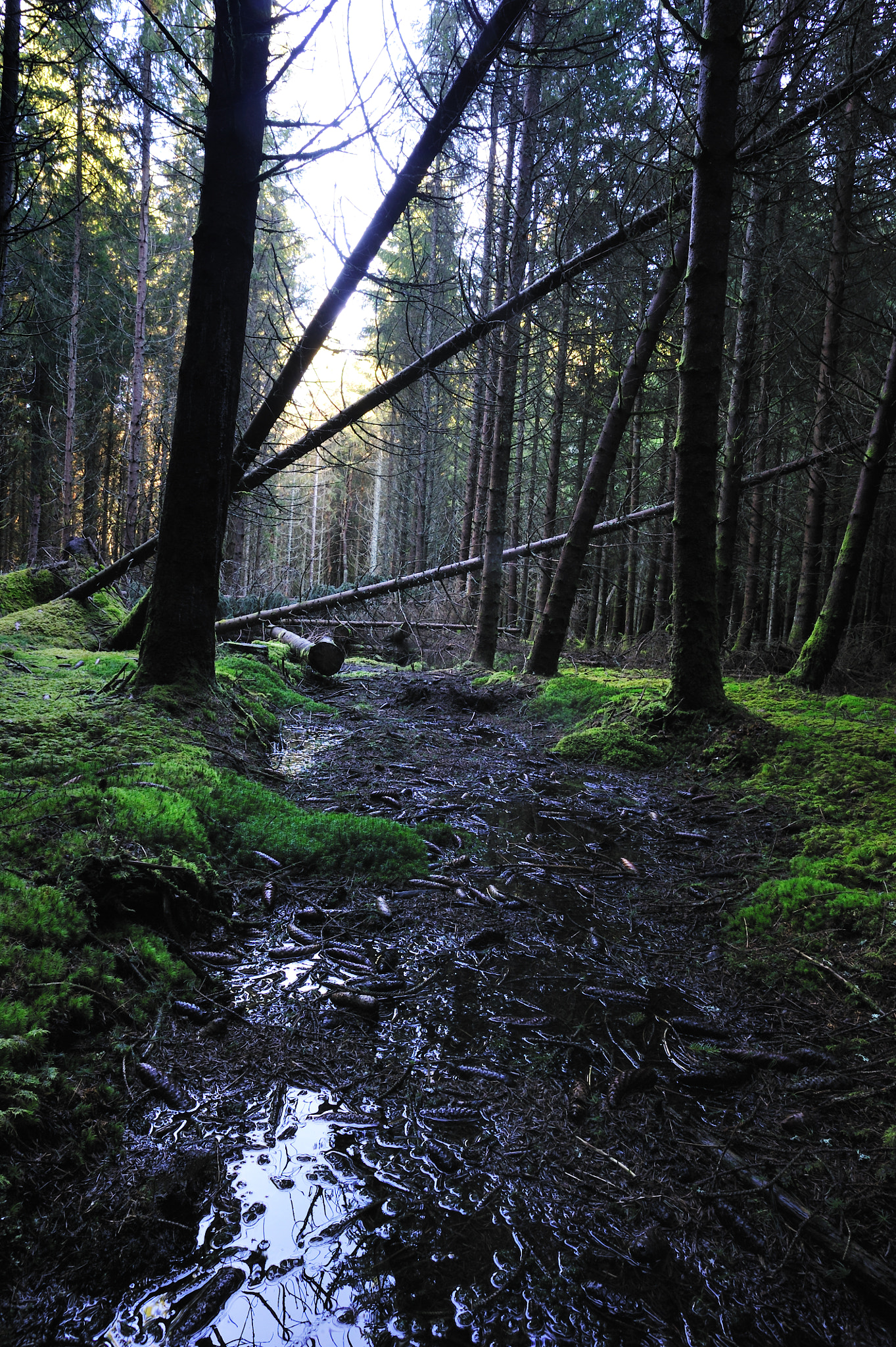 Nikon D3S + AF Nikkor 20mm f/2.8 sample photo. Forêts d'auvergne photography