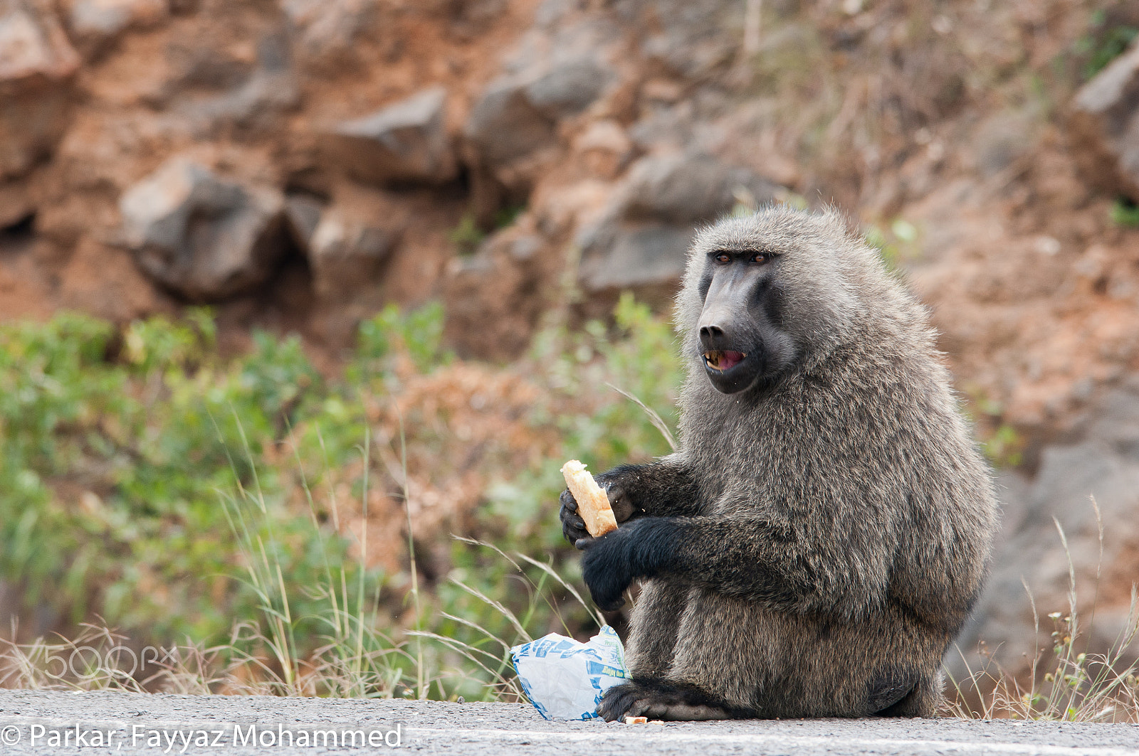 Sigma 150-500mm F5-6.3 DG OS HSM sample photo. Cosmopolitan baboon photography