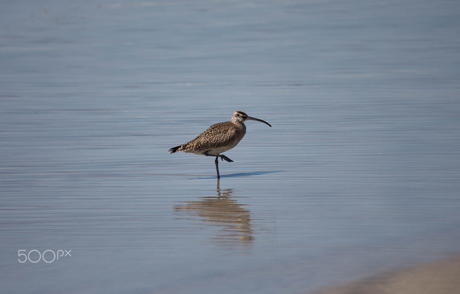 Canon EOS 650D (EOS Rebel T4i / EOS Kiss X6i) sample photo. Bird fishing on beach photography