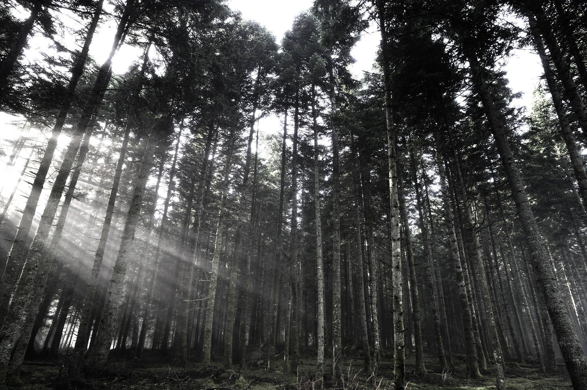 Nikon D3S + AF Nikkor 20mm f/2.8 sample photo. Forêts d'auvergne photography