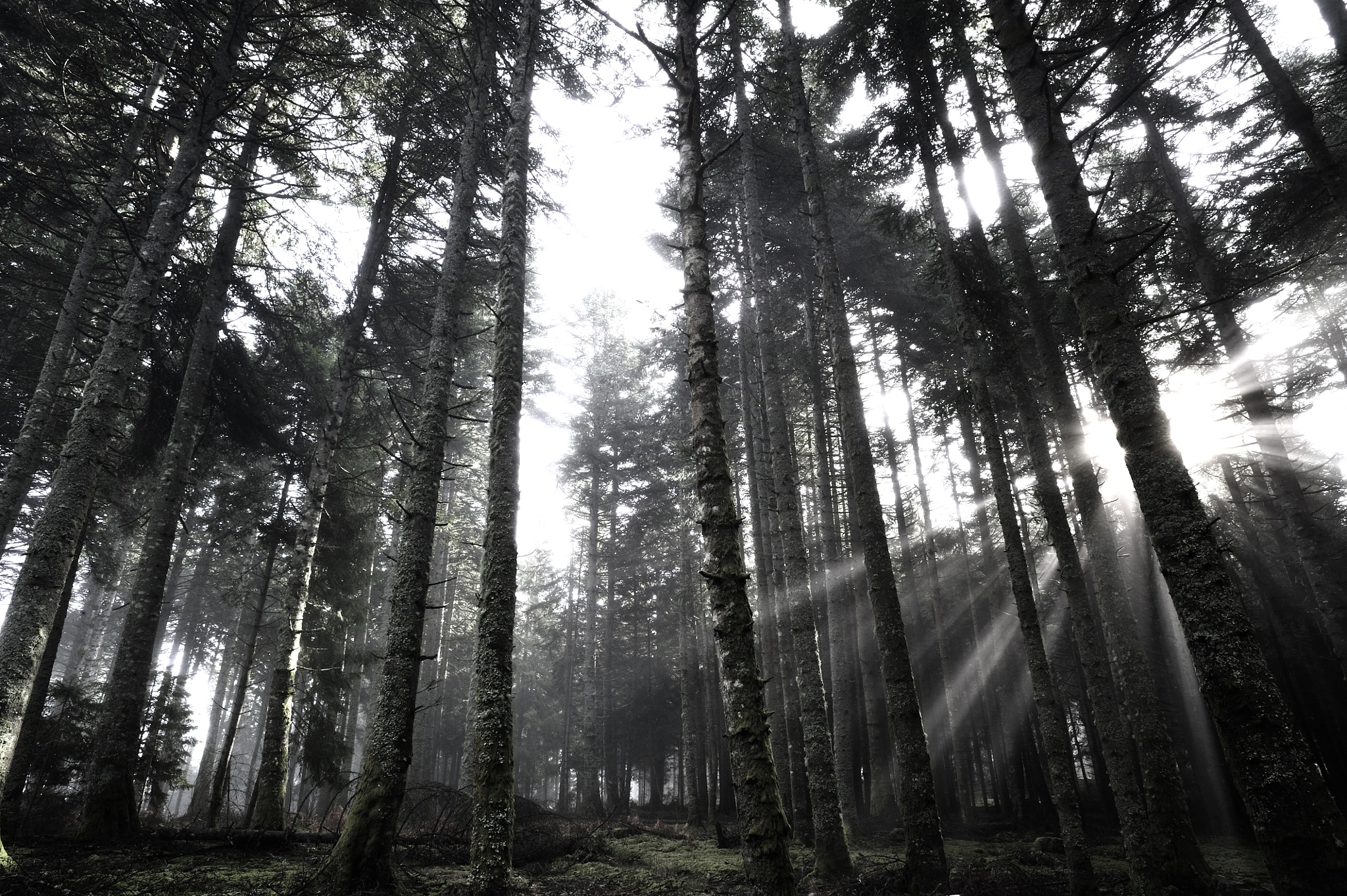 Nikon D3S + AF Nikkor 20mm f/2.8 sample photo. Forêts d'auvergne photography