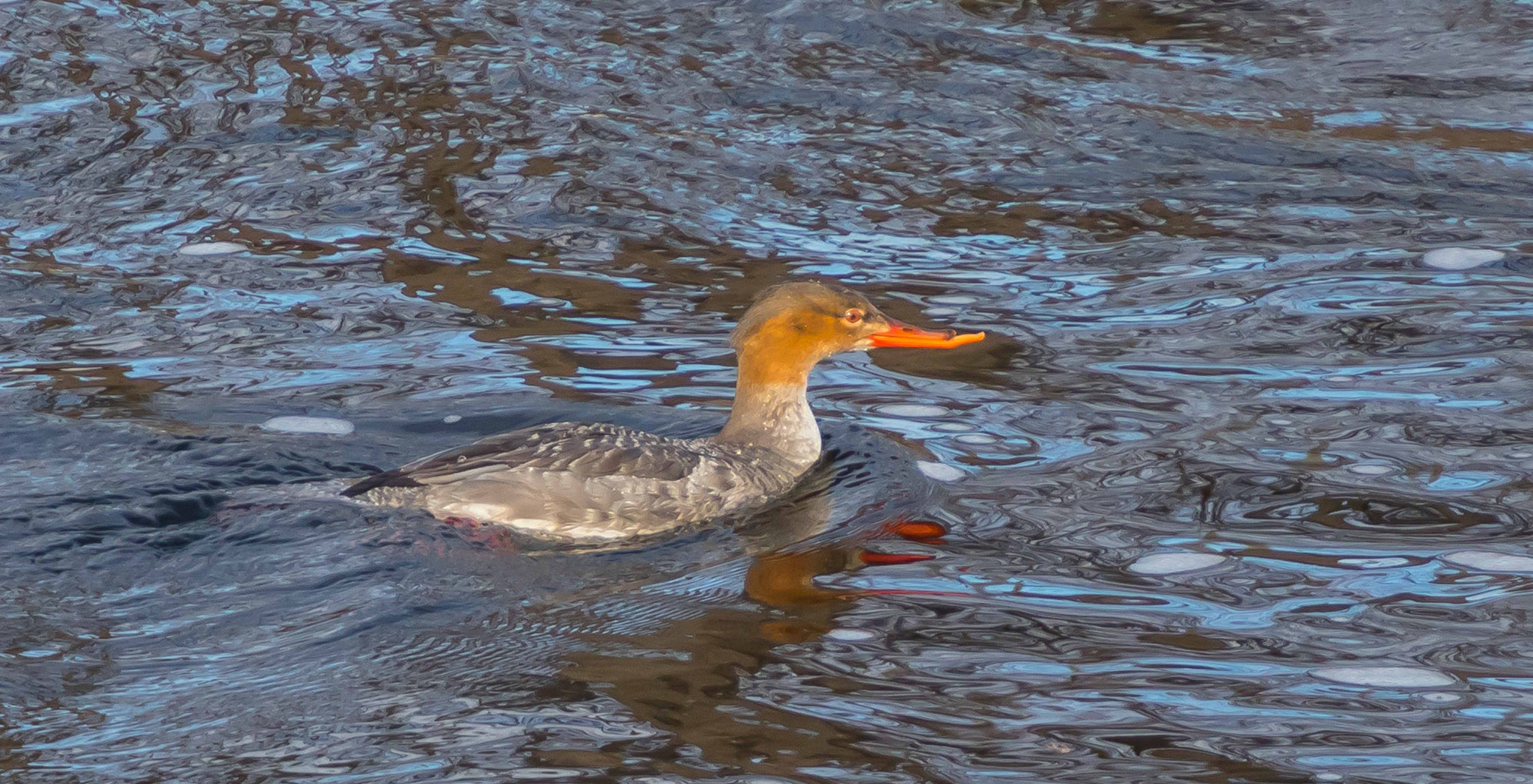 Canon EF 70-200mm F4L USM sample photo. Red-breasted merganser photography