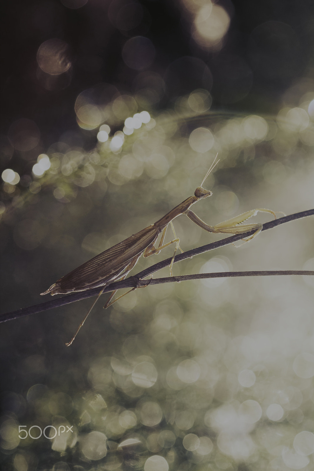 Canon EOS 1100D (EOS Rebel T3 / EOS Kiss X50) + Canon EF 100mm F2.8 Macro USM sample photo. Mantis religiosa photography