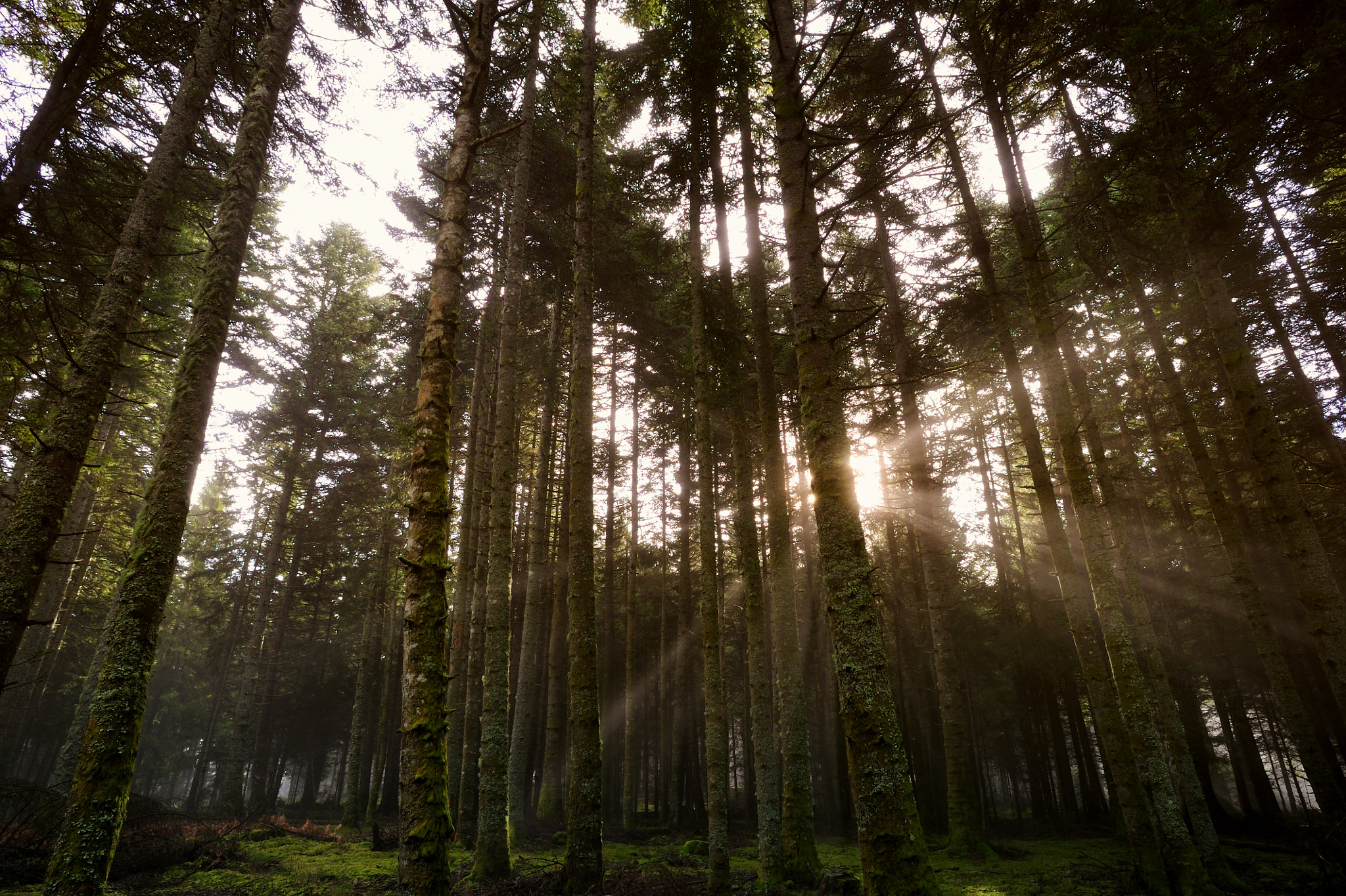 Nikon D3S + AF Nikkor 20mm f/2.8 sample photo. Forêts d'auvergne photography