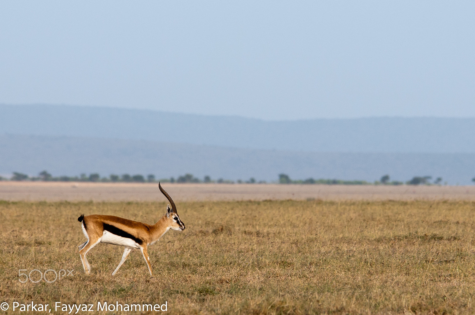 Sigma 150-500mm F5-6.3 DG OS HSM sample photo. Always alert! photography