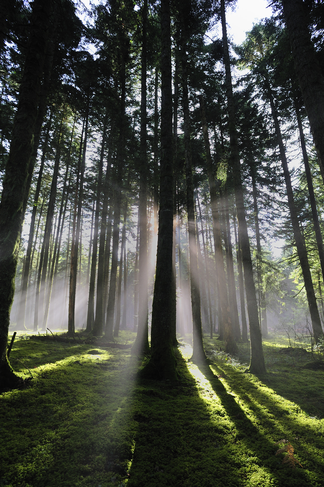 Nikon D3S + AF Nikkor 20mm f/2.8 sample photo. Forêts d'auvergne photography