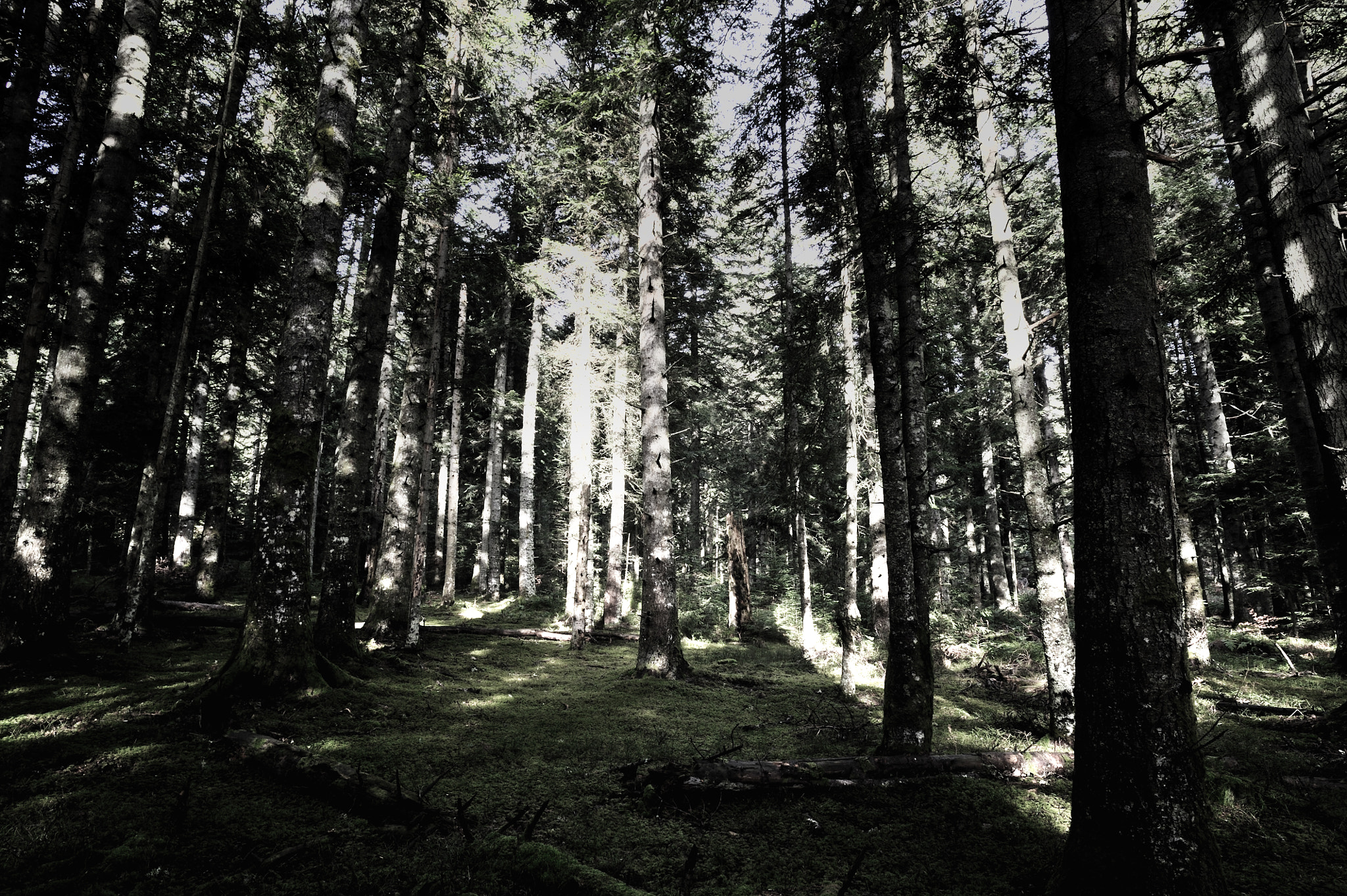 Nikon D3S + AF Nikkor 20mm f/2.8 sample photo. Forêts d'auvergne photography