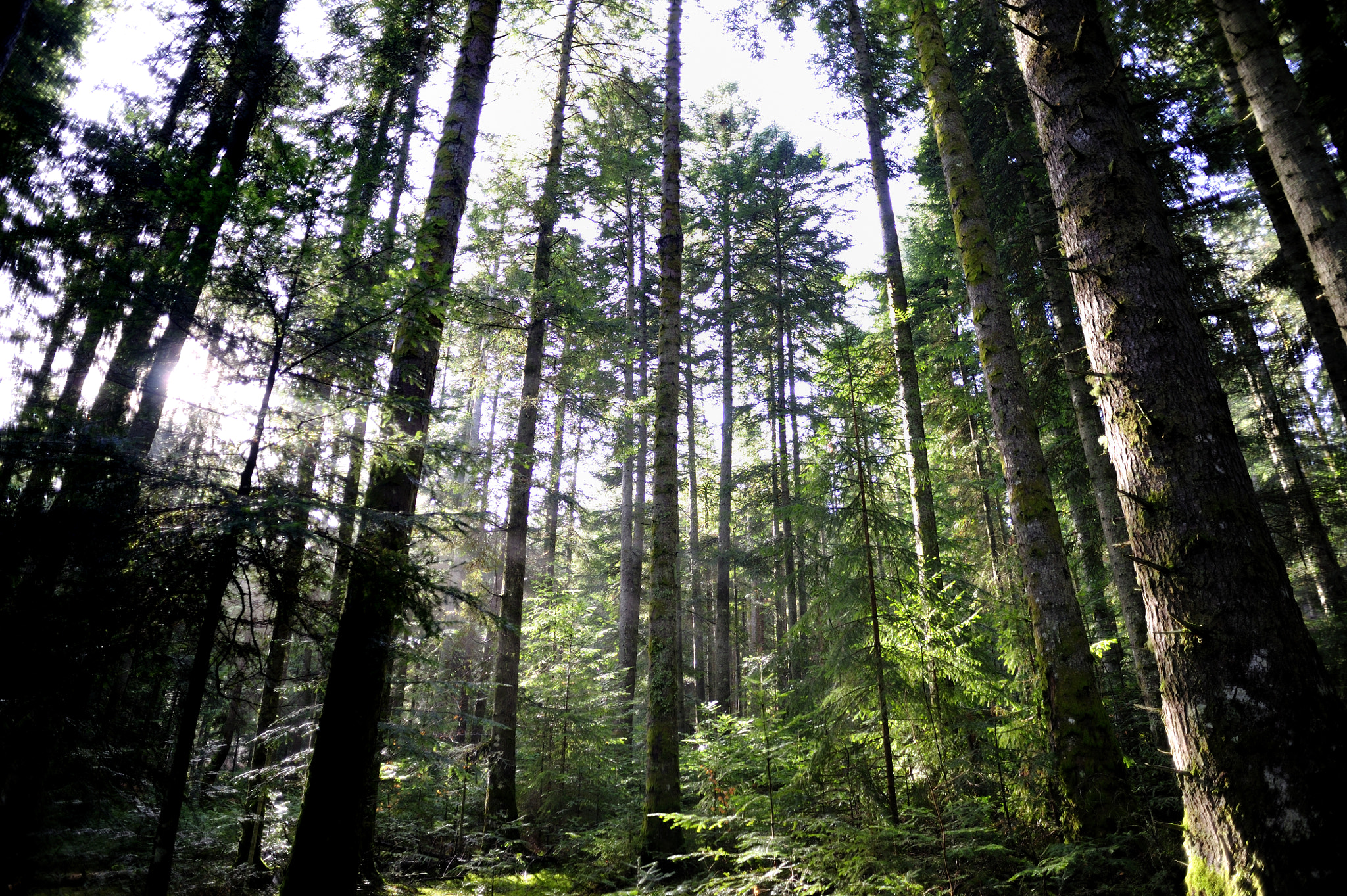 Nikon D3S + AF Nikkor 20mm f/2.8 sample photo. Forêts d'auvergne photography