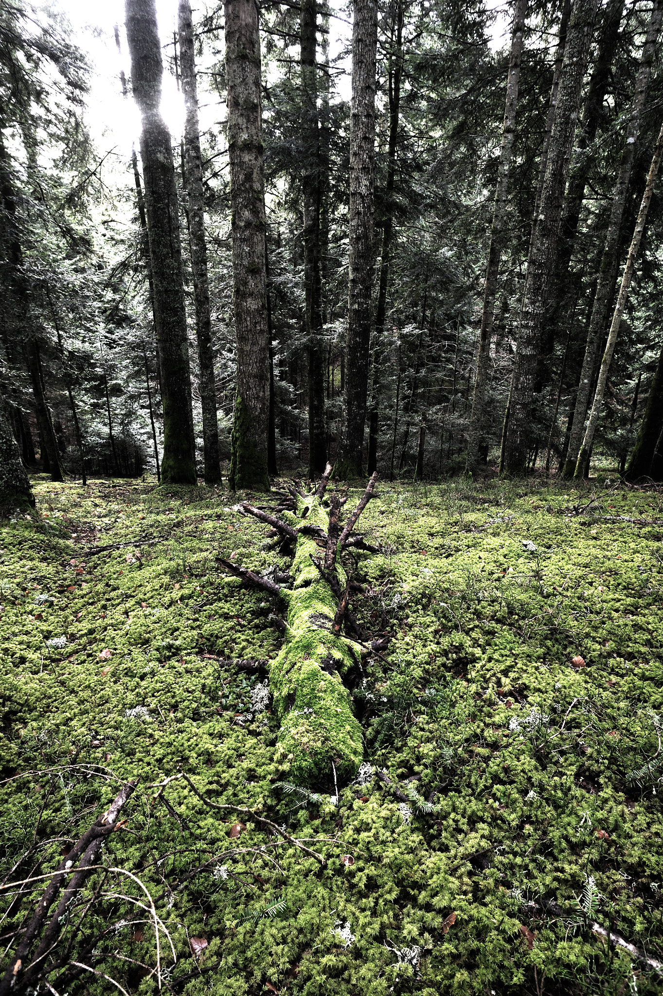 Nikon D3S + AF Nikkor 20mm f/2.8 sample photo. Forêts d'auvergne photography