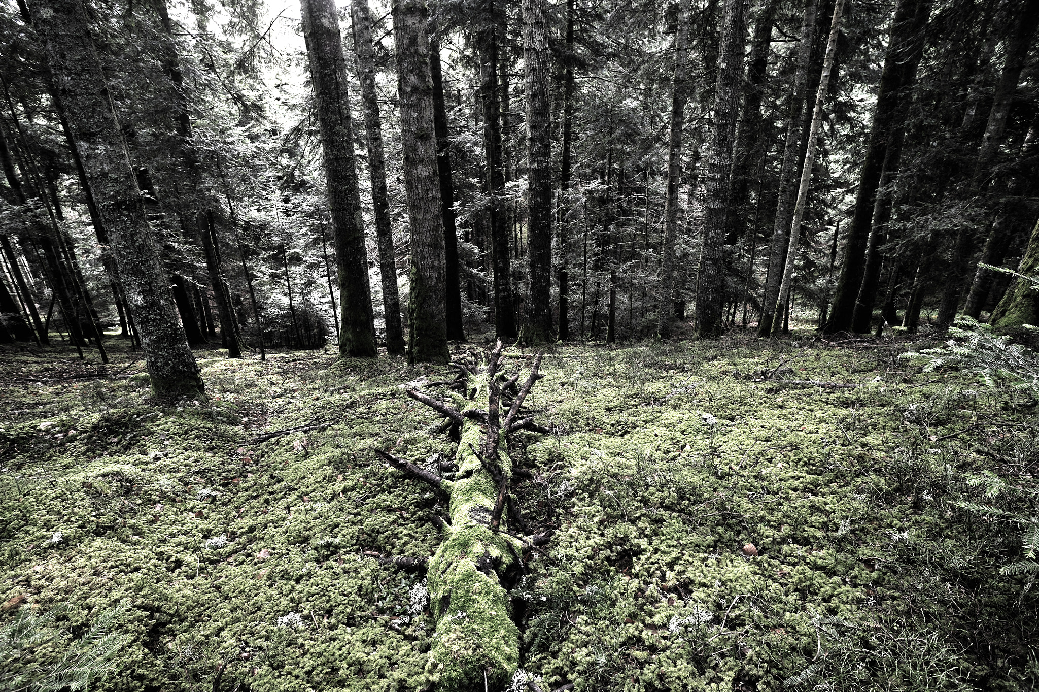 Nikon D3S + AF Nikkor 20mm f/2.8 sample photo. Forêts d'auvergne photography